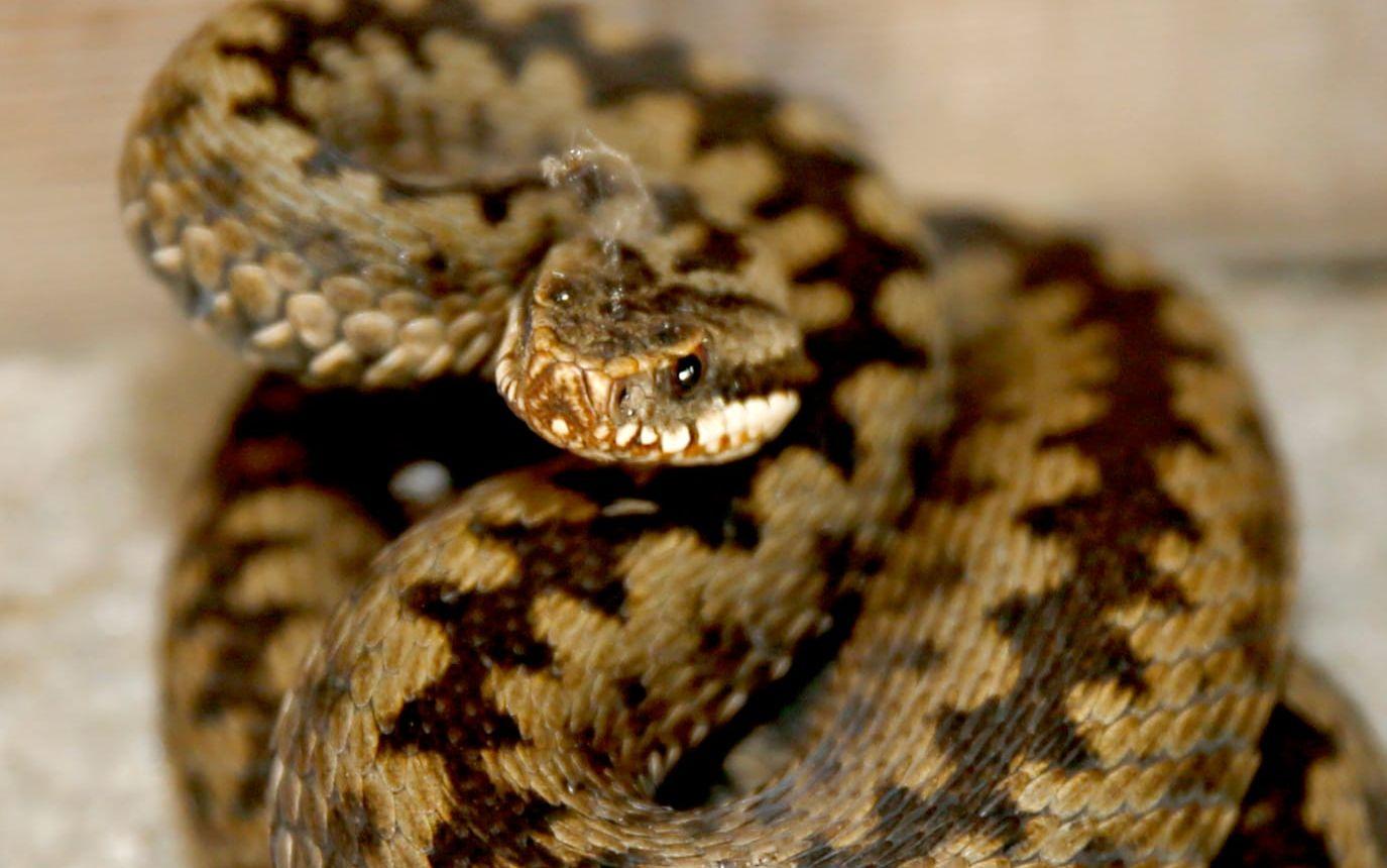 Huggormen kan få SFD. Nu vill SVA har hjälp av allmänheten för att hålla koll på sjuka och döda ormar. 