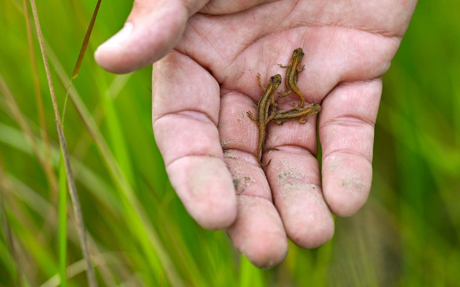 Groddjuret salamander kan drabbas av SFD. Nu vill Statens veterinärmedicinska anstalt, SVA, få allmänhetens hjälp med att hålla koll på hur den drabbar svenska groddjur och reptiler. 
