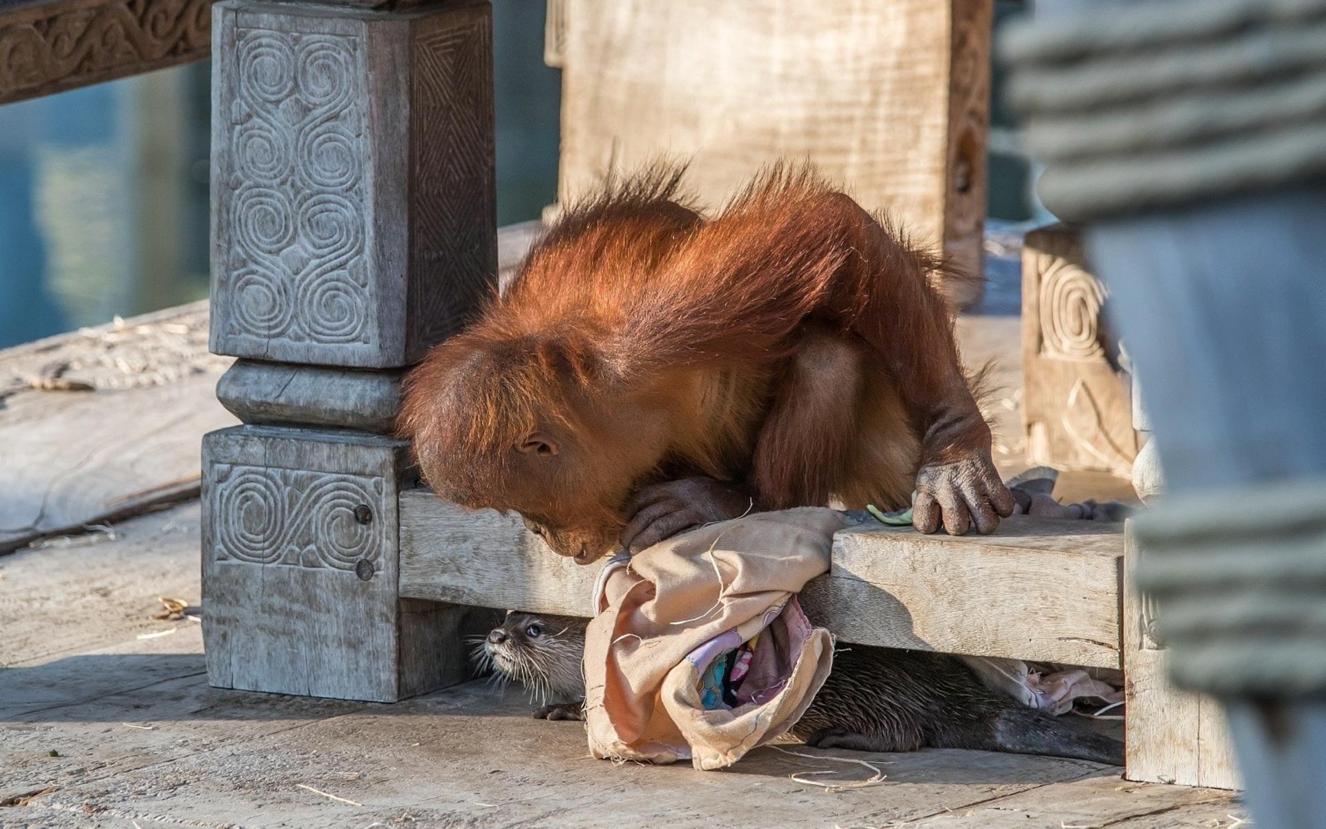Orangutang-ungen Berani, 4 år, leker med en av uttrarna.