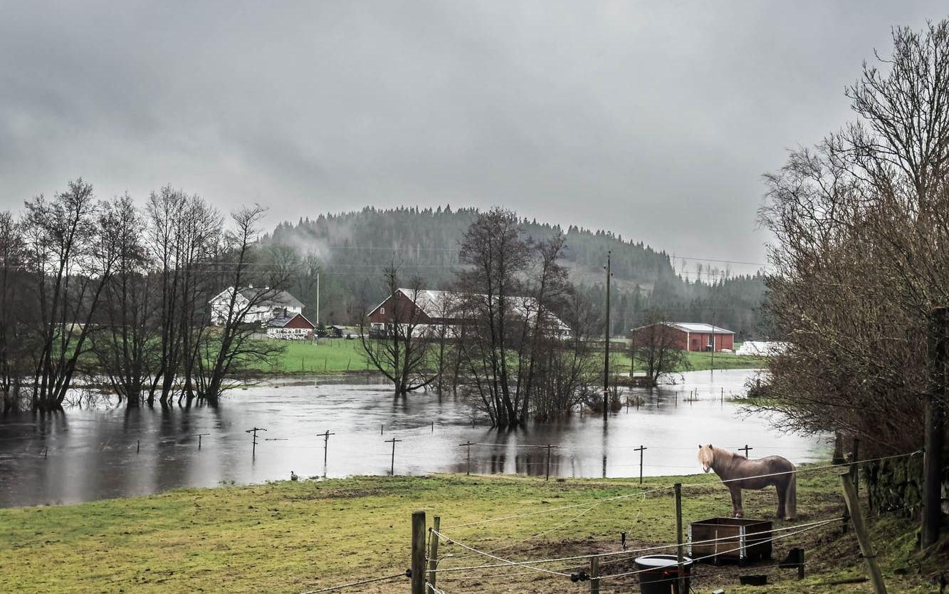 Höga vattenflöden utmed Viskan. Risk för översvämningar.