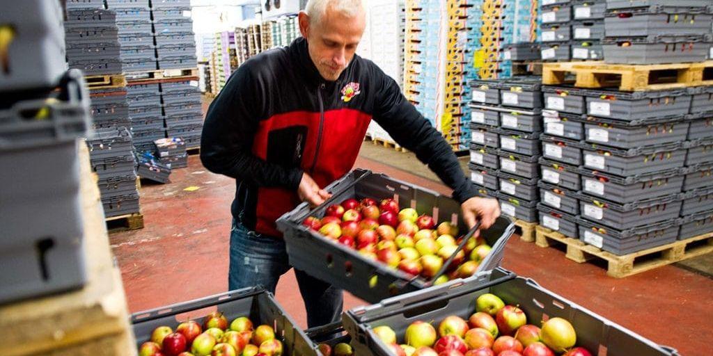 Ronny Bengtsson lastar svenska äpplen i Partihallarna.