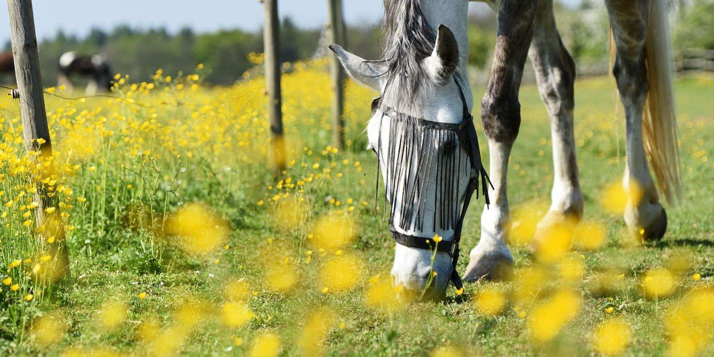 Under vanliga år klarar sig hästar gott på det gräs som finns i hagarna. I år har gräset torkat in och hästar måste stödutfodras. Arkivbild.