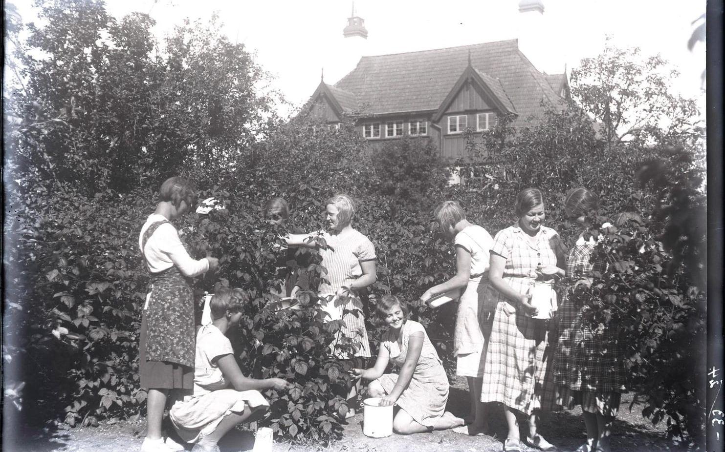 Scenen ser idyllisk ut, men schemat visade hård disciplin, sommaren 1942 plockade flickorna på Lingatan tusen liter blåbär i skogen.