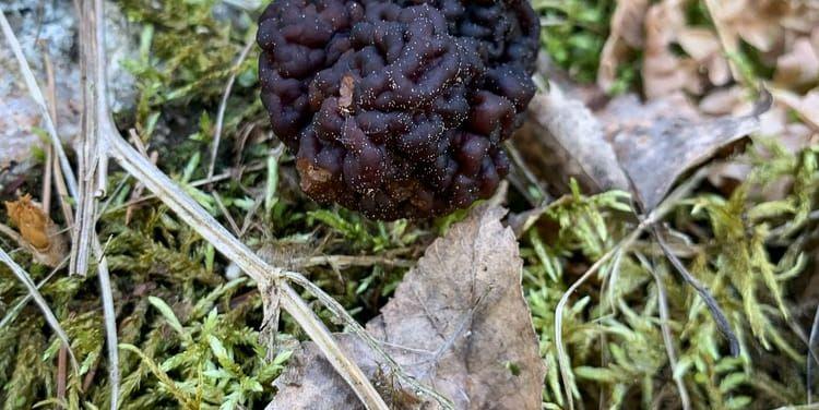 En stenmurkla som växer ur marken.