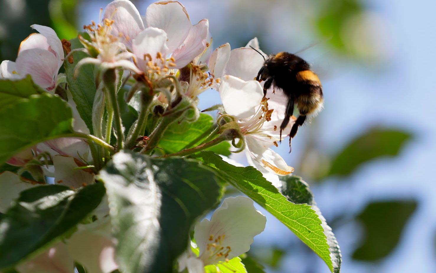 Bin och andra insekter som är viktiga för pollineringen i världen blir allt färre.
