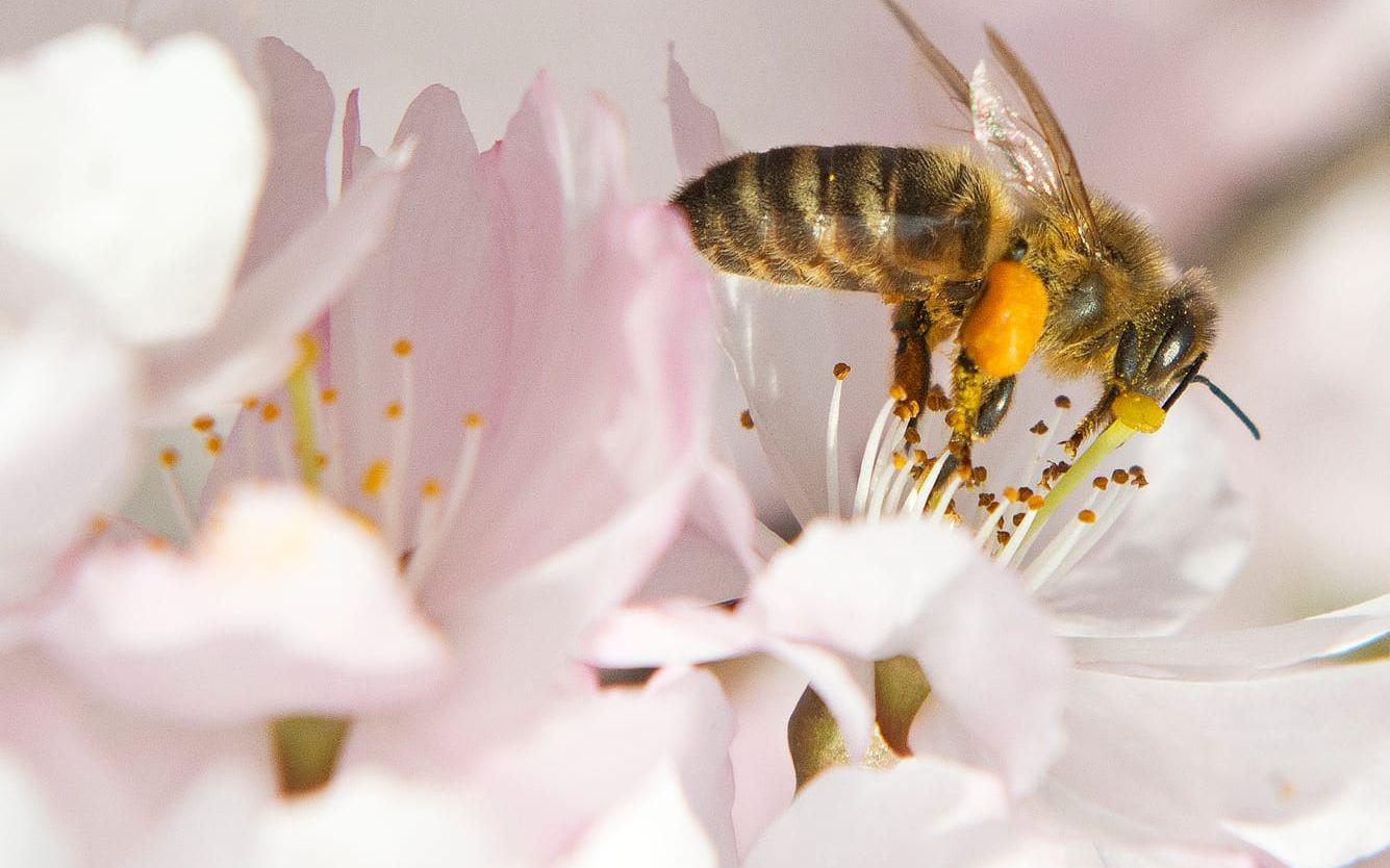 Dödsfallen orsakas av att färre hälsosamma växter produceras vilket gör att dödliga sjukdomar kan öka på grund av pollenbristen.