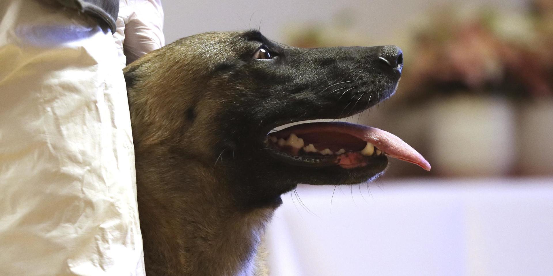 Många polishundar har fått nya uppgifter i pandemin. Här är en covidhund under upplärning i Österrike. Arkivbild.