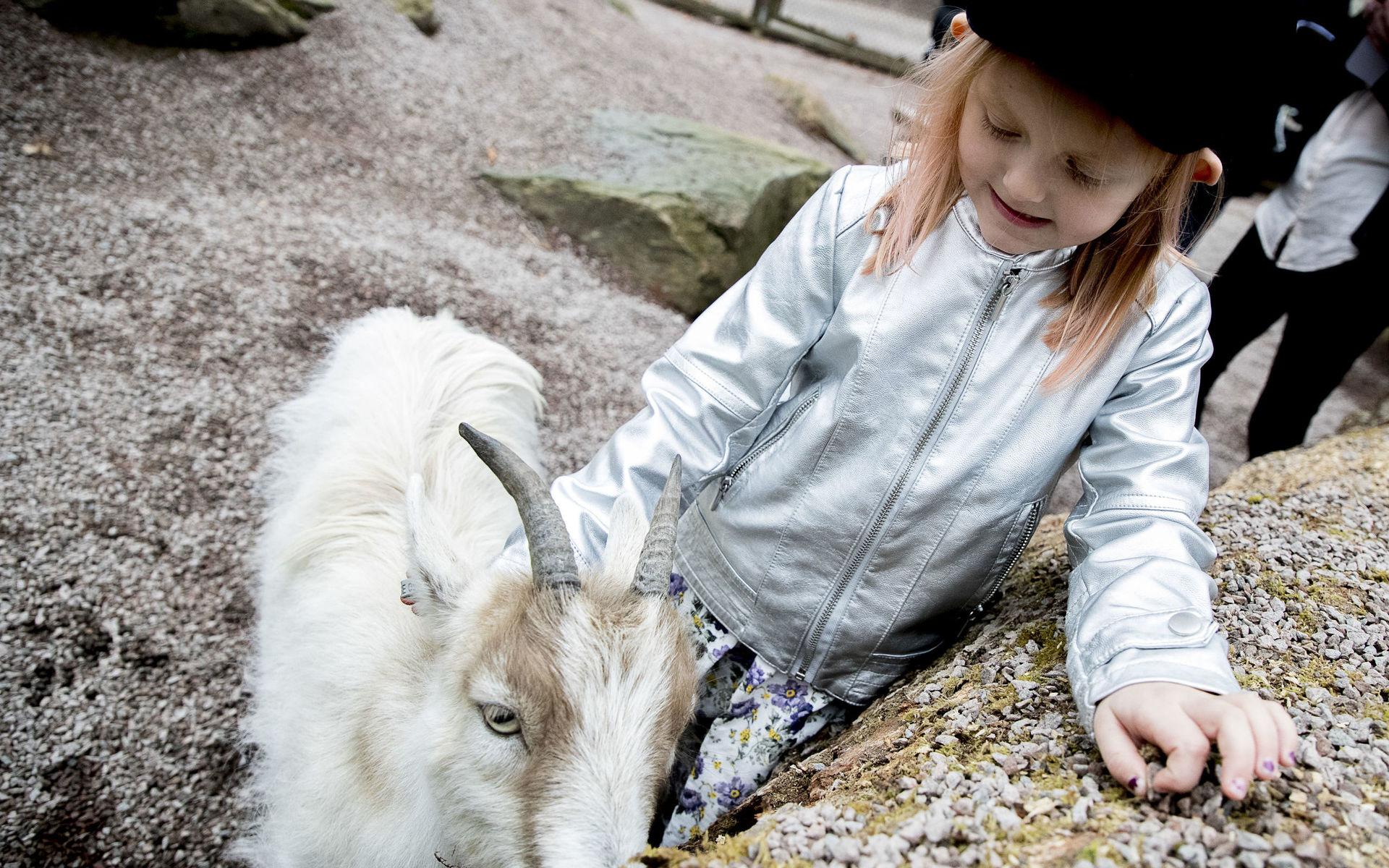 På torsdagen öppnade barnens zoo i Slottsskogen. Lilly Mc Donald, 5 år, hälsar på getterna. 