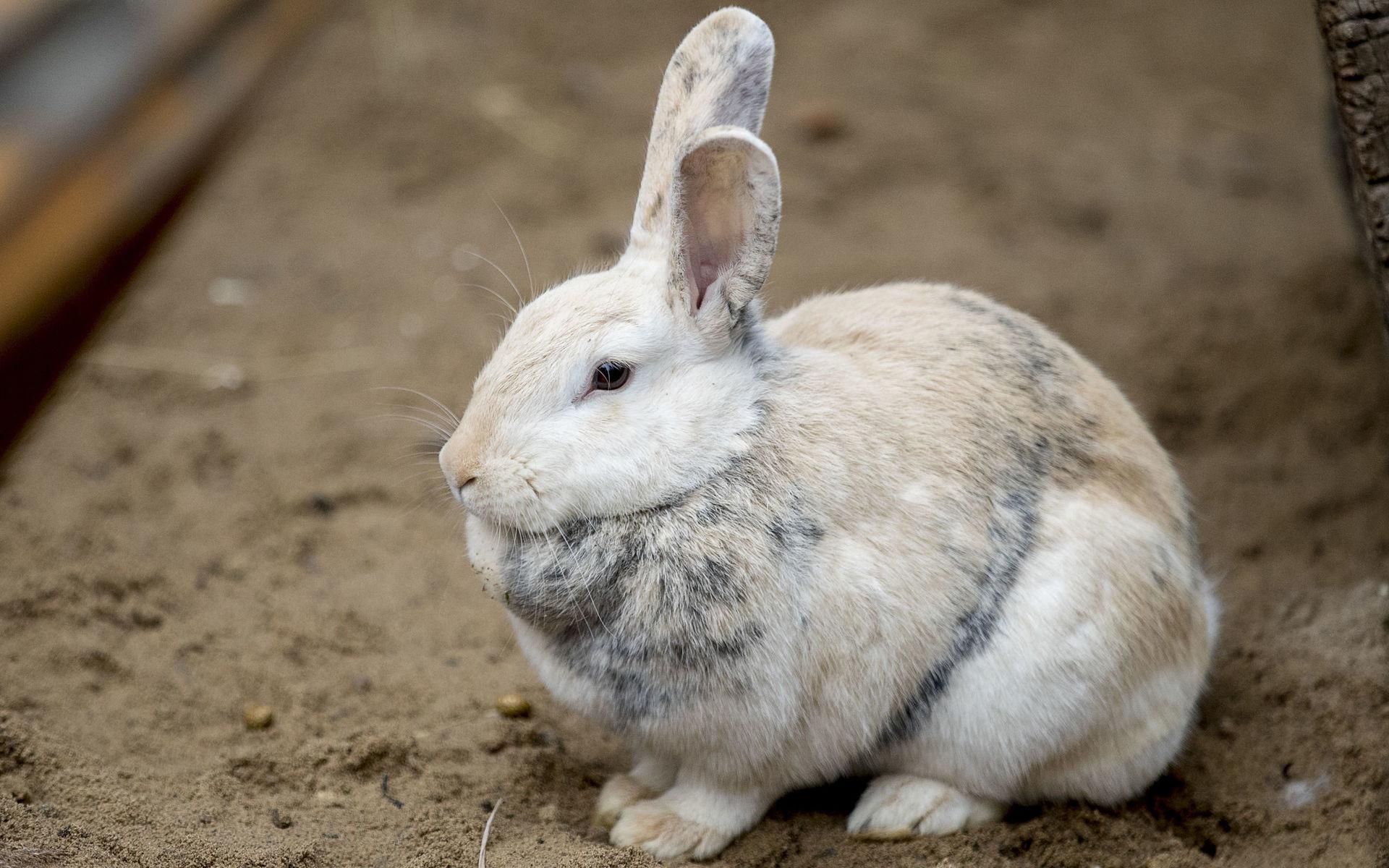 Gotlandskanin är ett av djuren som man ser på zoo:et. Man får dock inte klappa kaninerna. 