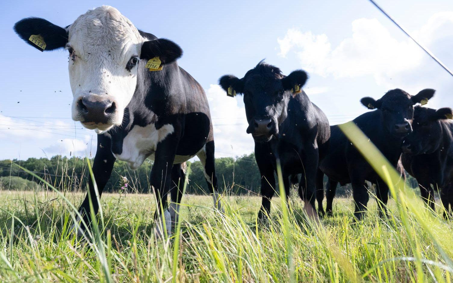 Blåtunga kan drabba nötkreatur. Arkivbild.