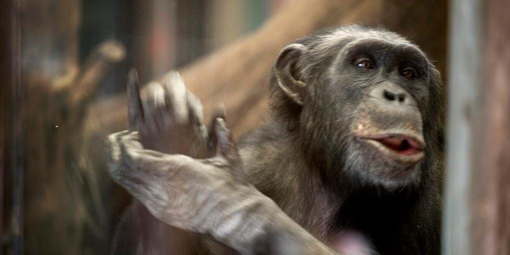 Tre av Furuvikens sju schimpanser sköts till döds under en rymning vid lunchtid på onsdagen. Även en fjärde sköts, men befann sig enligt polisen på ”sådan att plats att tillståndet för den inte går att kontrollera.”