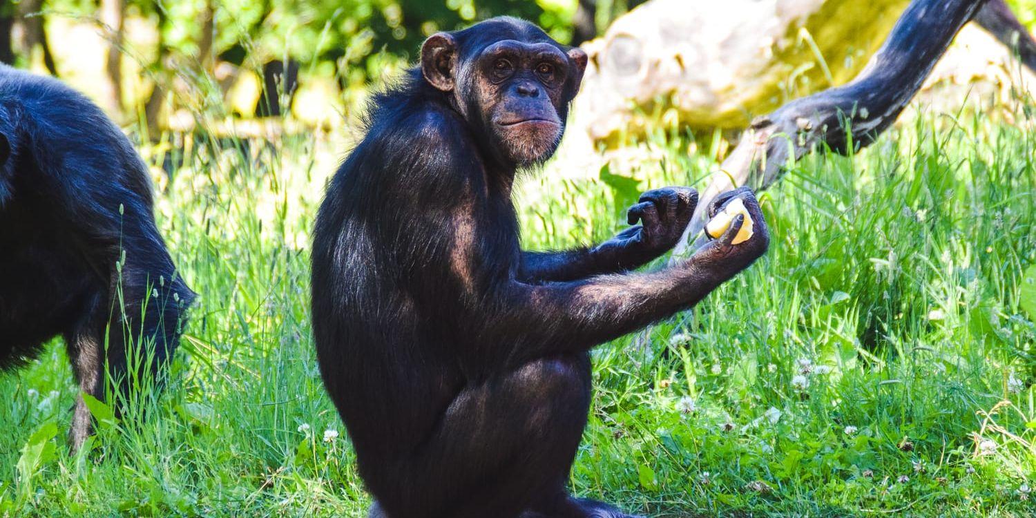 Än så länge är det oklart exakt vilka av parkens sju schimpanser som sköts till döds vid händelsen. På bilden syns chimpanshonan Manda.
