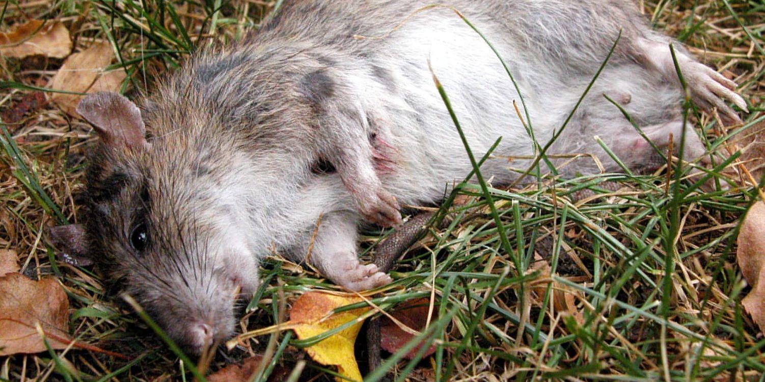 Nya regler gör det svårt för lantbrukare att bekämpa råttor, vilket enligt LRF utgör en risk för livsmedelssäkerheten. Arkivbild.