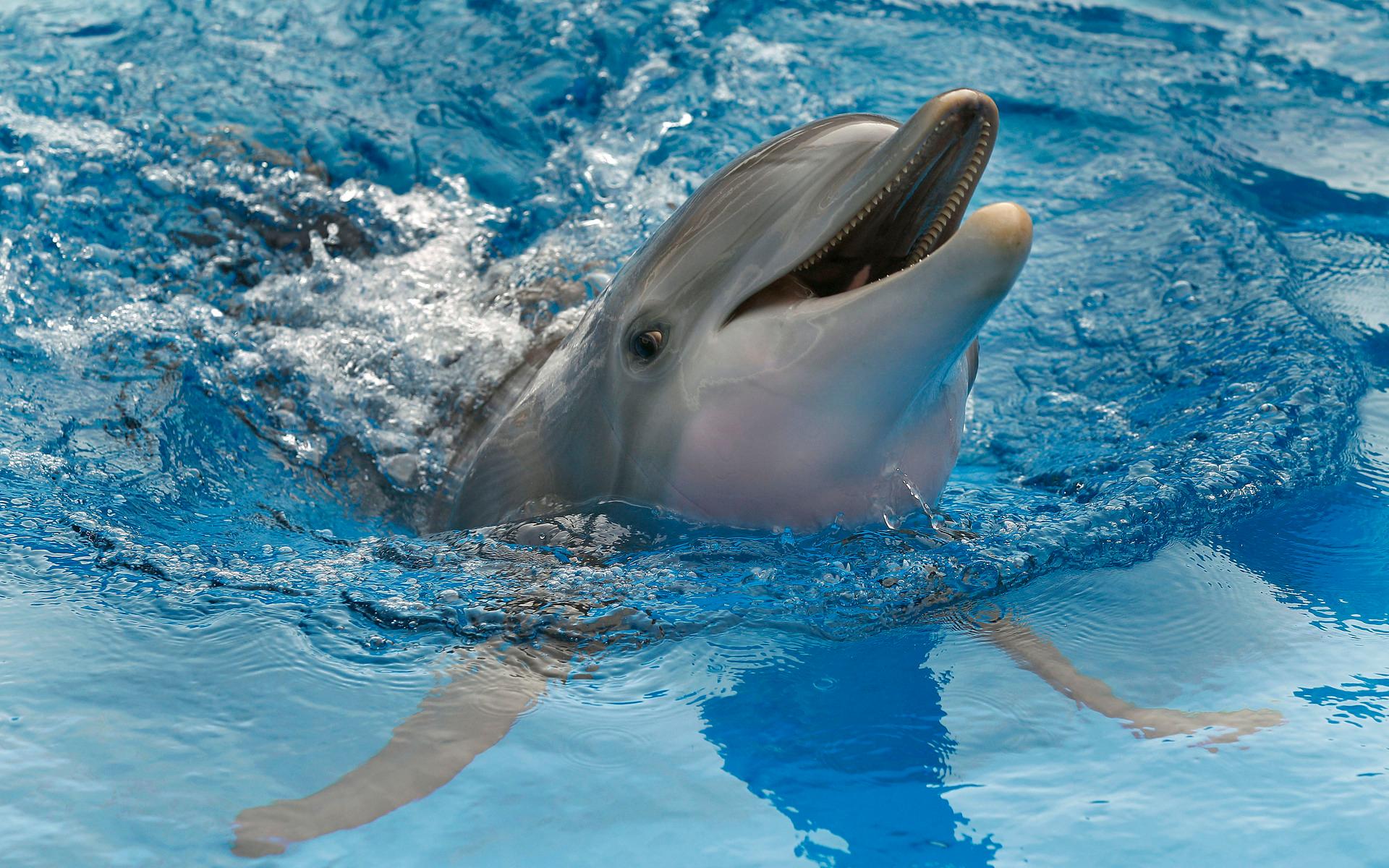 Precis som människor har delfinhonor en fungerade klitoris enligt en vetenskaplig rapport som publicerades i januari 2022. Precis som människor så parar sig delfiner året om, även utanför djurens parningsperiod.