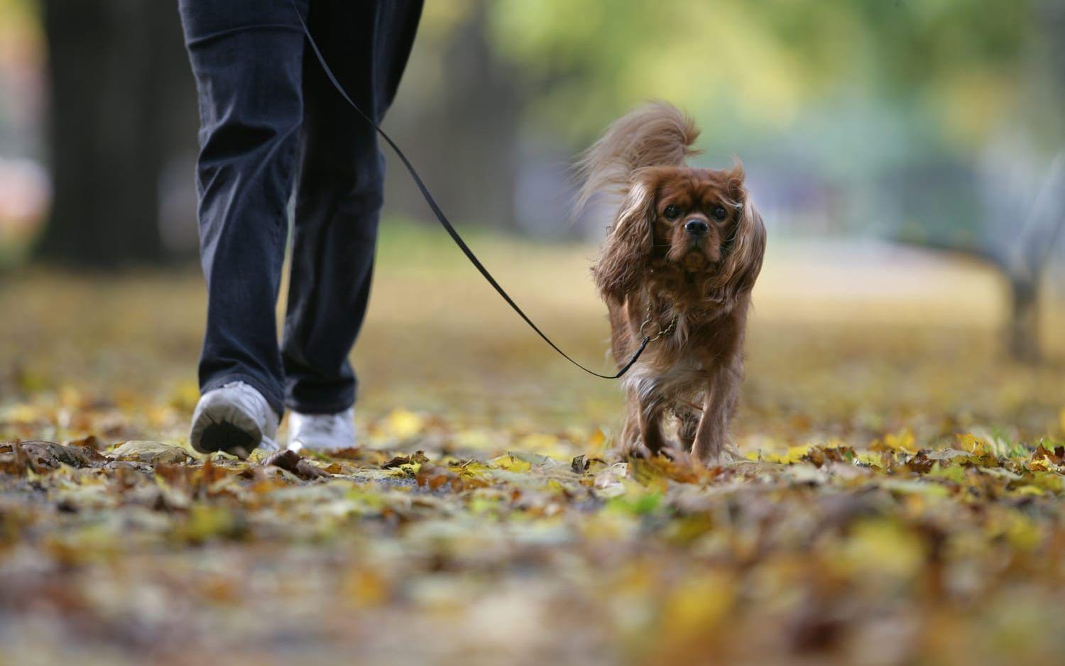 Malmöpolisen ägnar extra uppmärksamhet åt områden där hundmat med vasst innehåll tidigare hittats. Arkivbild.