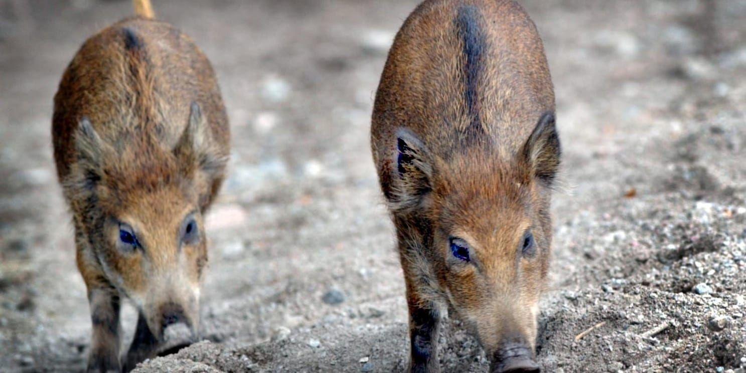 Afrikansk svinpest kan vara dödlig för vildsvin och tama grisar. Arkivbild.