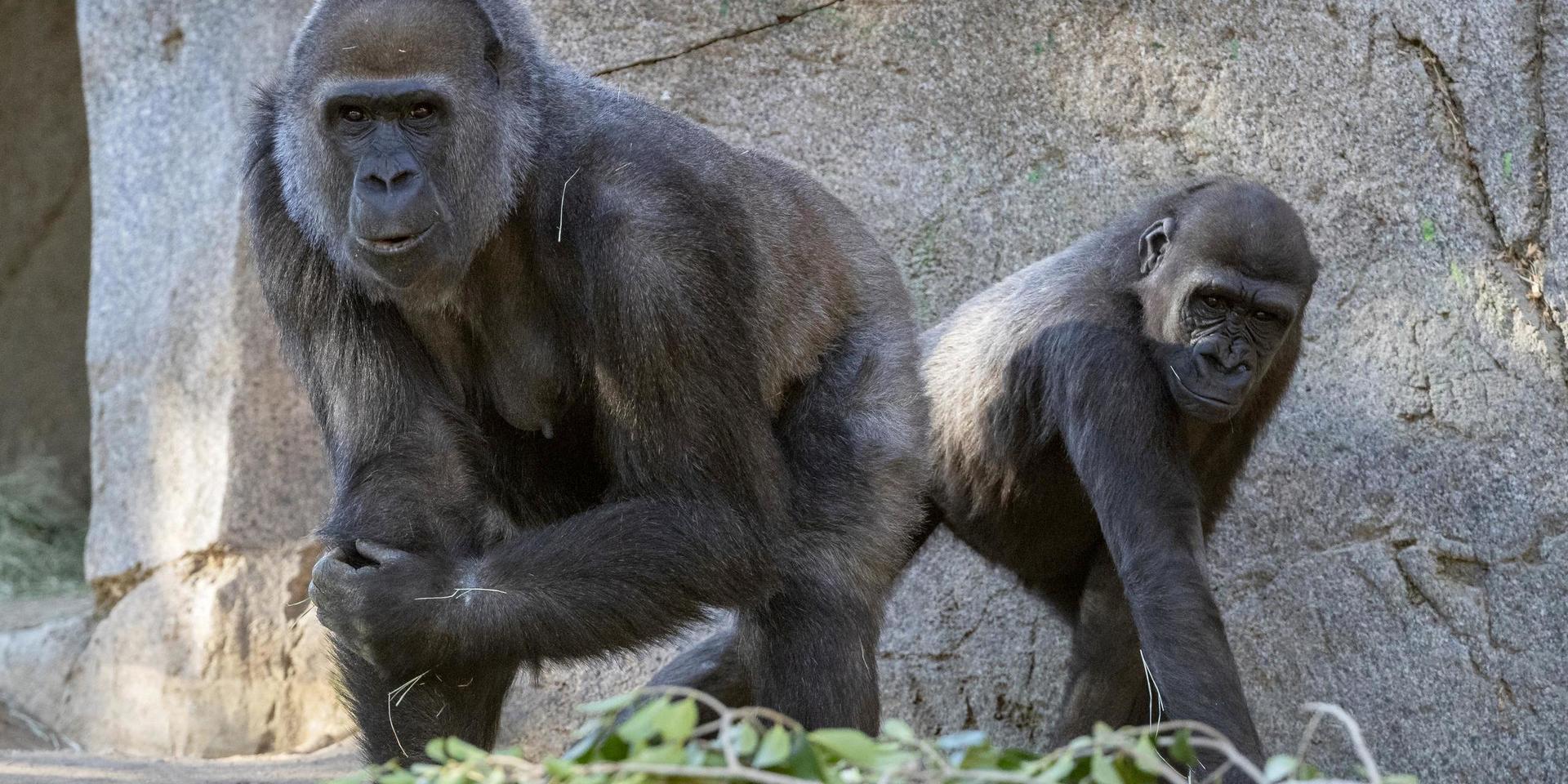 Två av de gorillor vid San Diego Zoo som smittats av viruset som orsakar covid-19. Bild från januari.