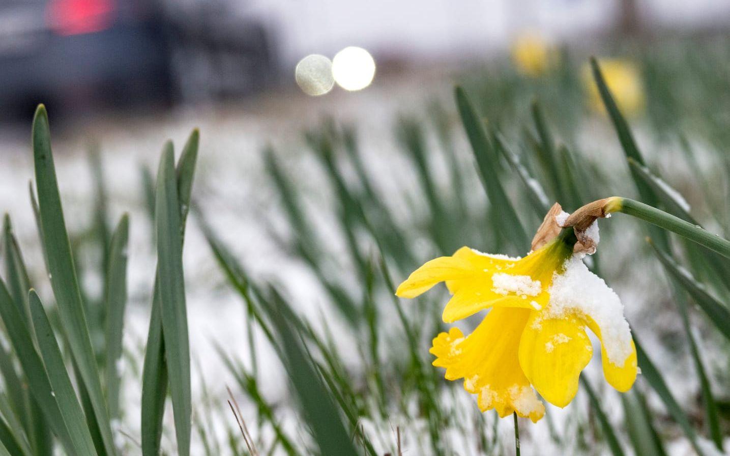 Våren låter vänta på sig i stora delar av landet. Arkivbild.