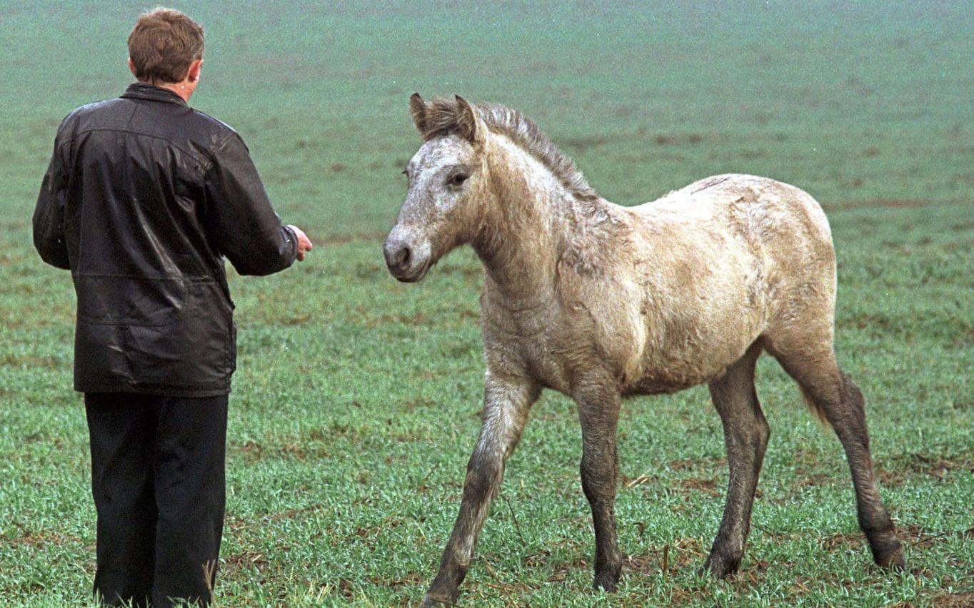 Hästar har placerats ut i området kring Tjernobyl i syfte att studera och mäta hur strålningen påverkar levande djur.