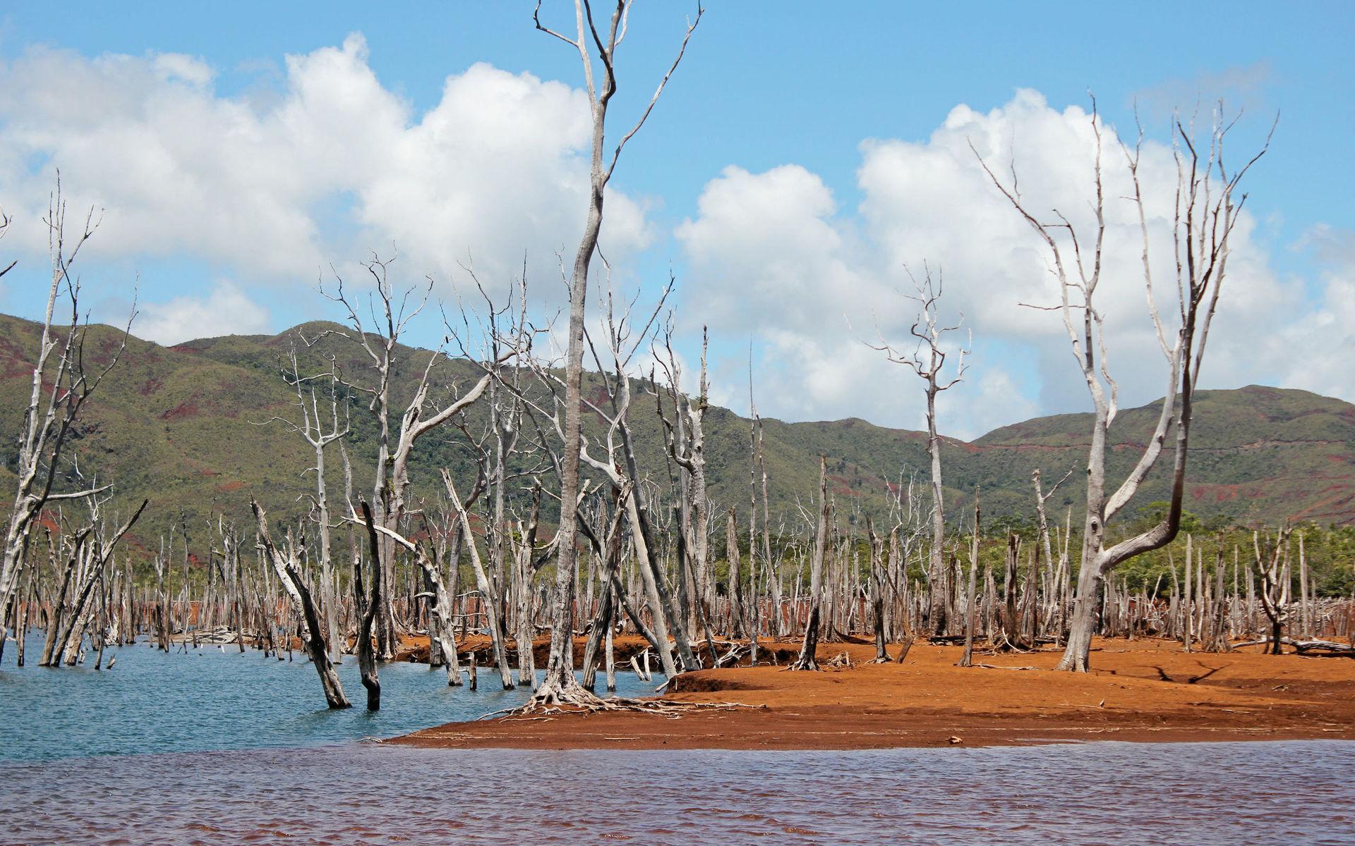 Döda kaoriträd ger ett spöklikt intryck i Lac de Yaté