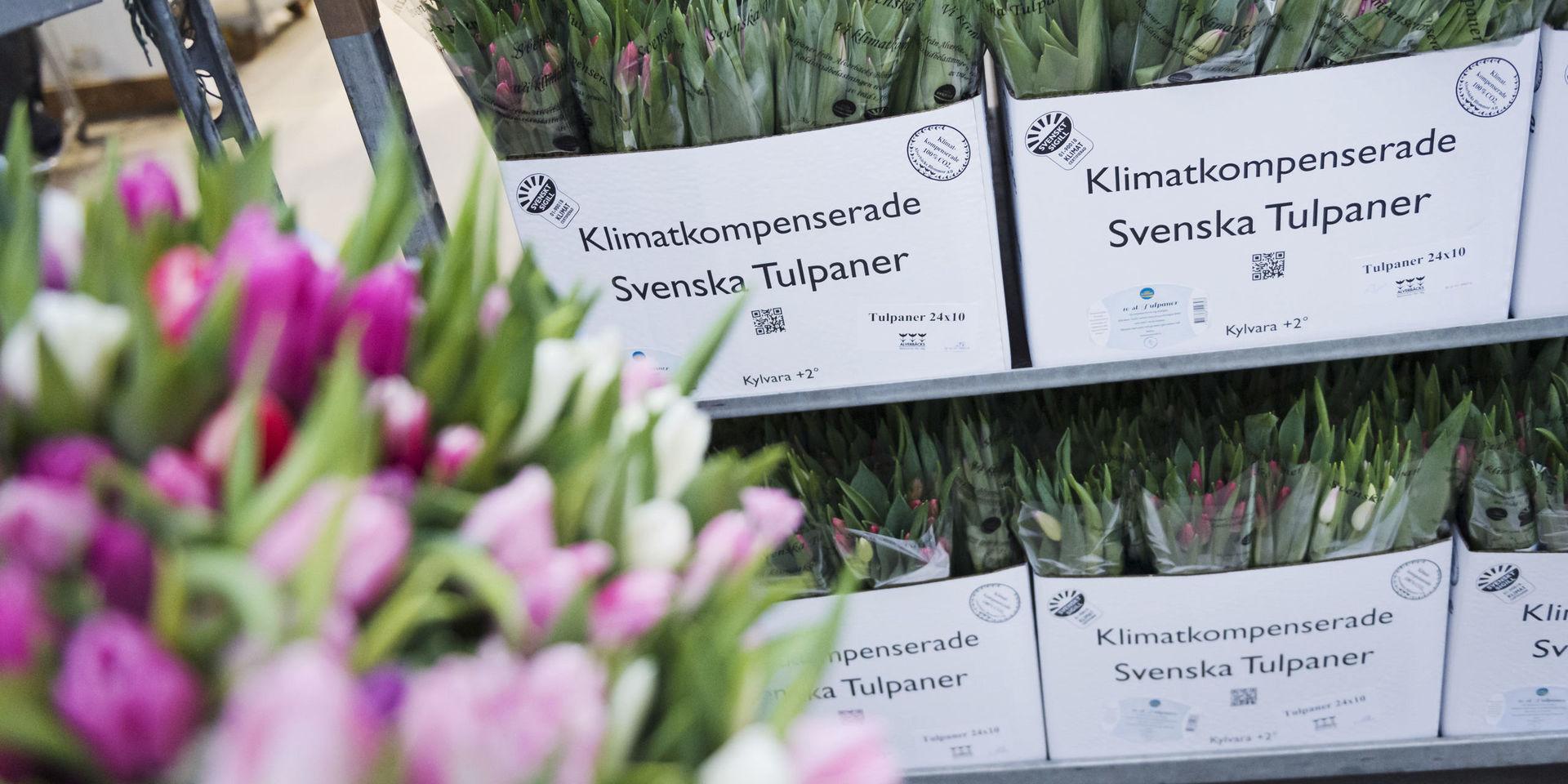 Det odlas 160 miljoner tulpaner i Sverige. Arkivbild. 