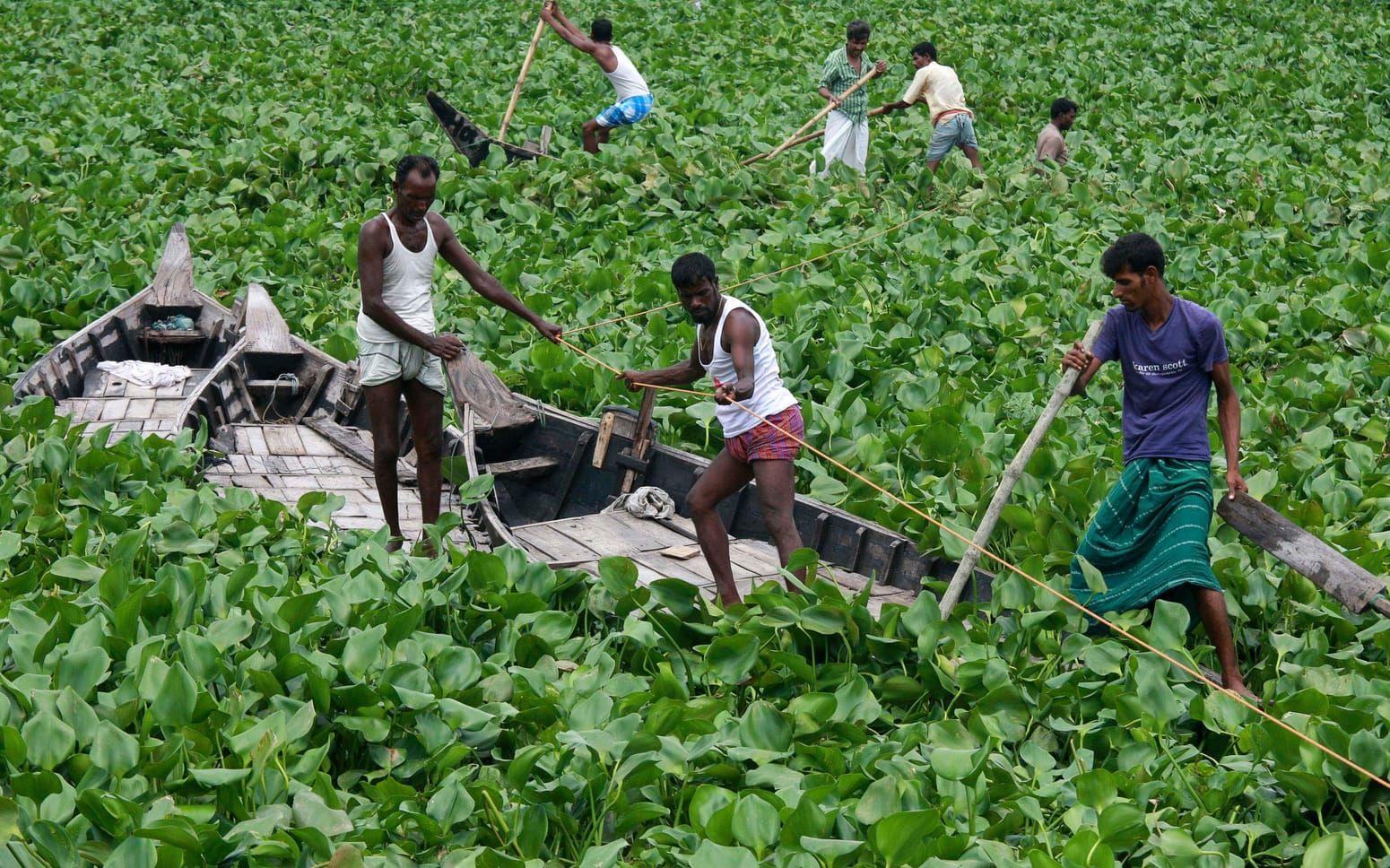Vattenhyacint är en av många invasiva arter som skapar stor negativ påverkan på särskilda ekosystem. Arkivbild.