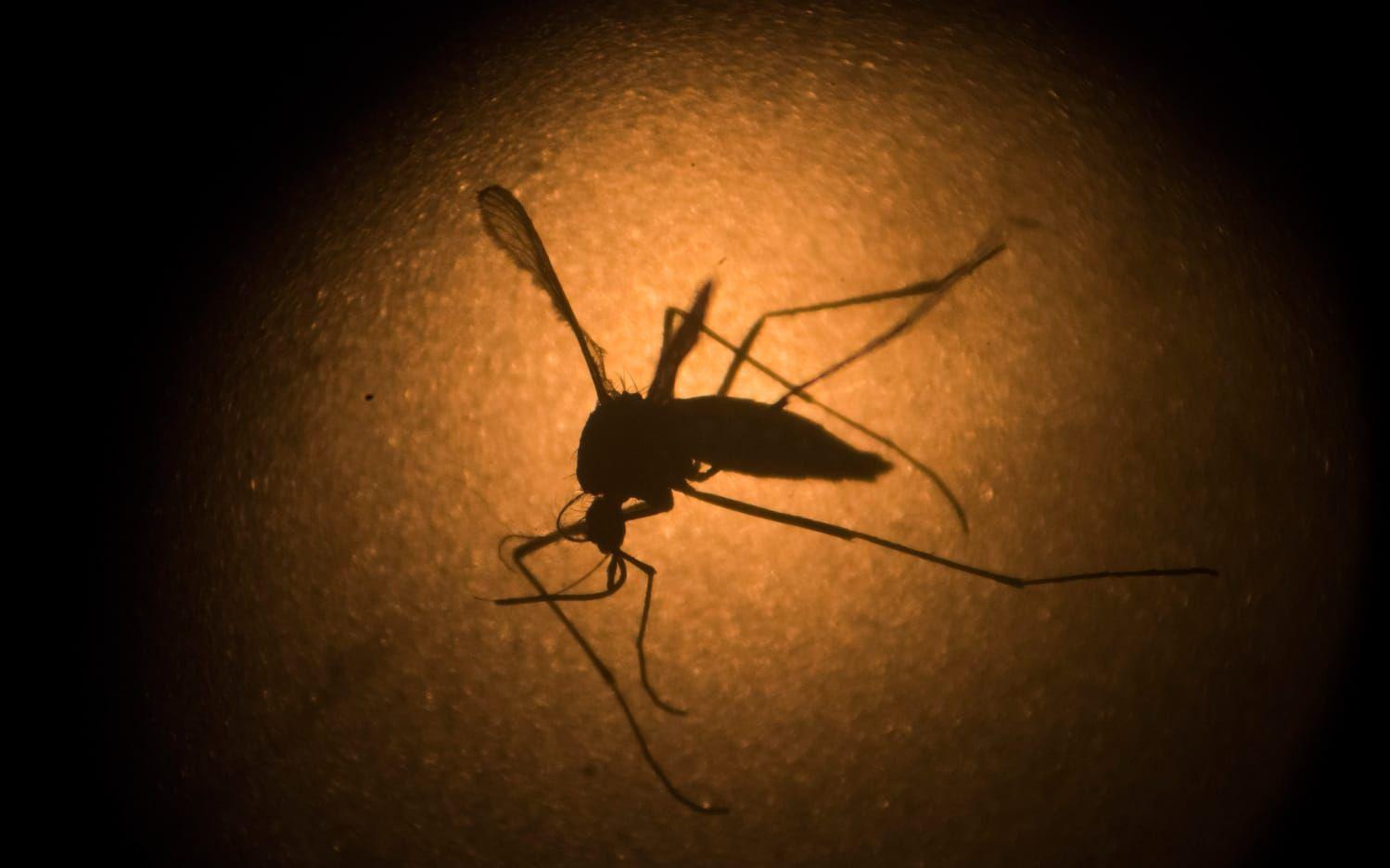 Även invasiva myggor, likt de som sprider malaria- och Zikavirus, utgör ett stort hot. Arkivbild.