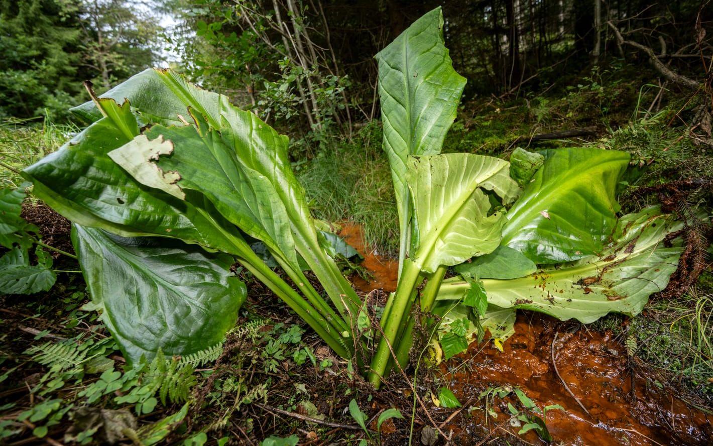 Gul skunkkalla är en av de arter som berett ut sig i bland annat Skåne och Halland.
