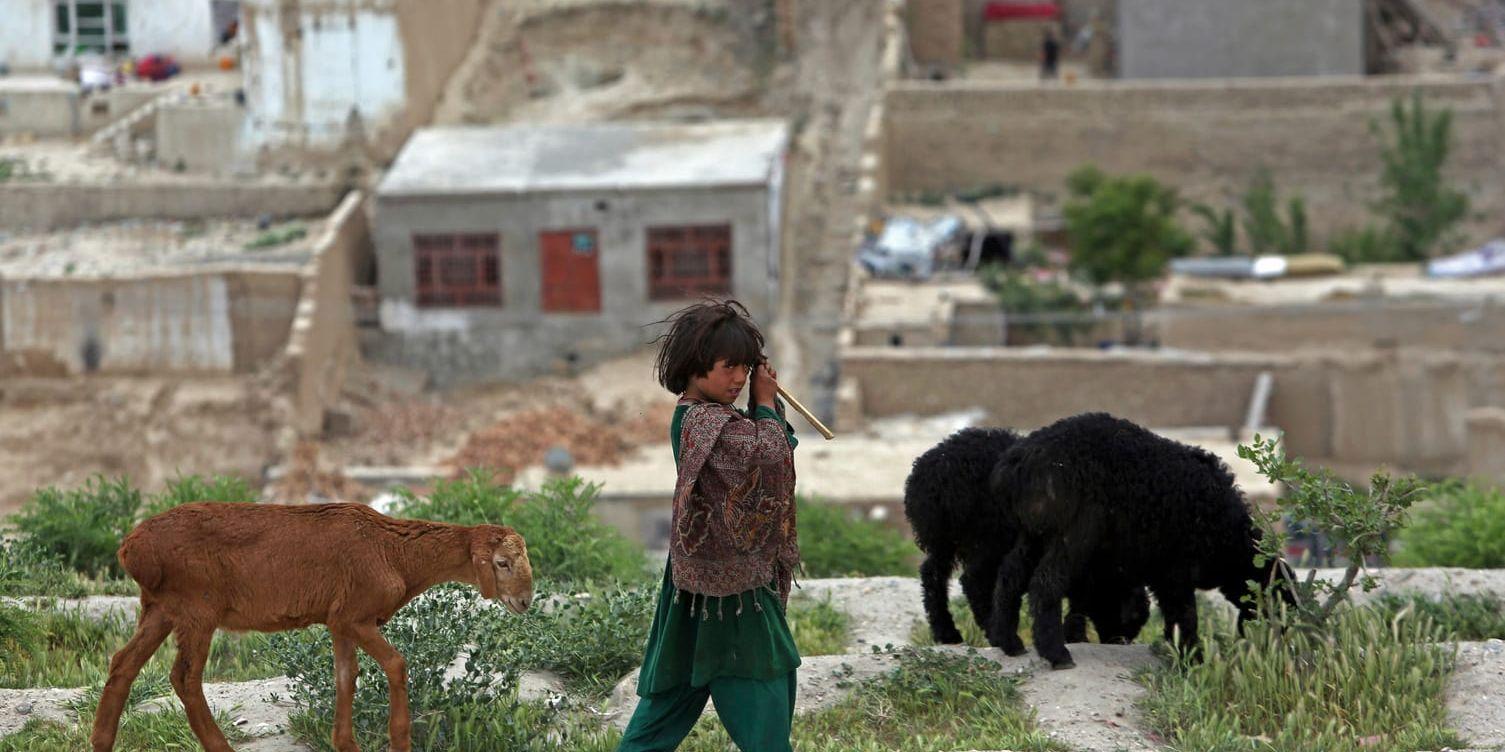 Hårt liv. Ett afghanskt nomadbarn vaktar får på en kulle i huvudstaden Kabul. Fattigdomen är utbredd i landet efter trettio år av krig, ett krig som nu eskalerat igen.