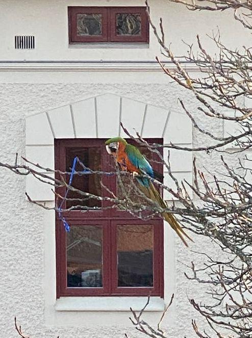 En bortflugen papegoja hade fastnat i ett träd på Kapellplatsen under tisdagen..