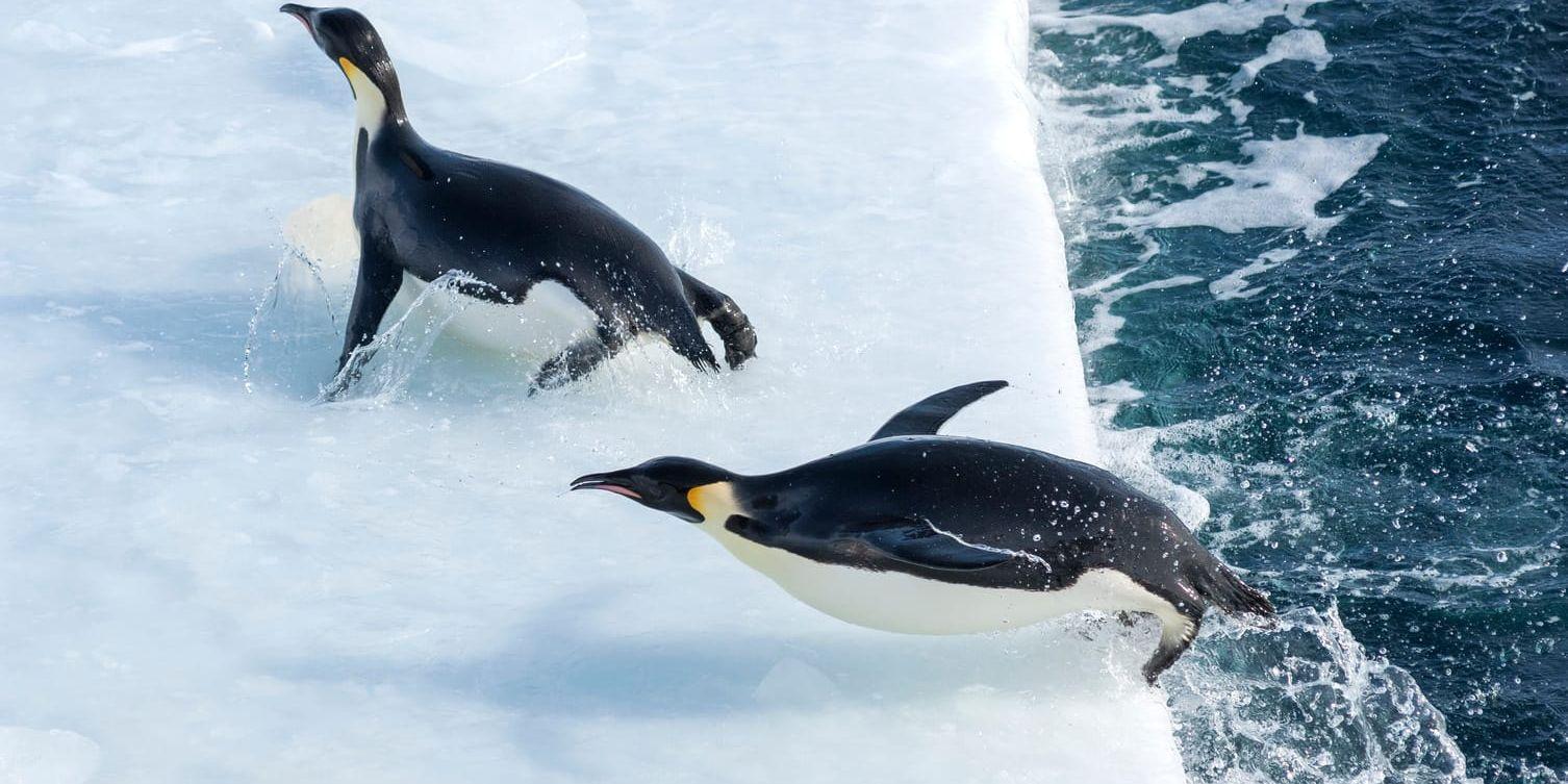 Vattenlek. Kejsarpingvinerna tar sig smidigt upp på land. Bild: Daisy Gilardini, TriArt