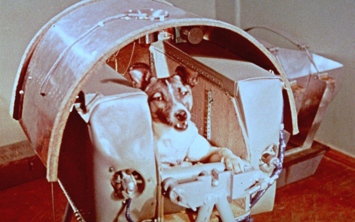 Okej, det här är inte ur Nasas databas – men uppskjutningen av Laika 1957 är ett sådant klassiskt ögonblick att det inte går att bortse från. Bild: TT