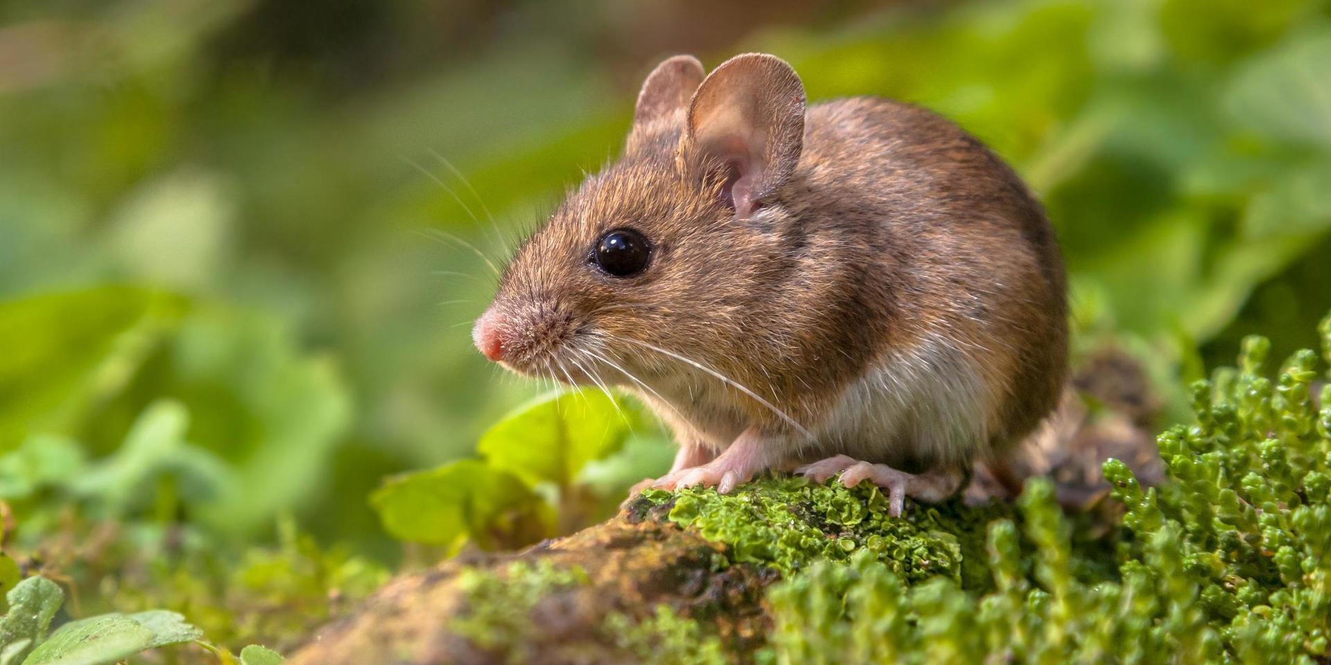 Möss kan ta sig in genom små springor. 'Det räcker med någon centimeter glipa. Även om en mus ser ut att vara lite större är det egentligen bara skallen den behöver kunna pressa igenom. Kroppen kan den dra efter sig', säger Didrik Vanhoenacker, jourhavande biolog vid Naturhistoriska riksmuseet.