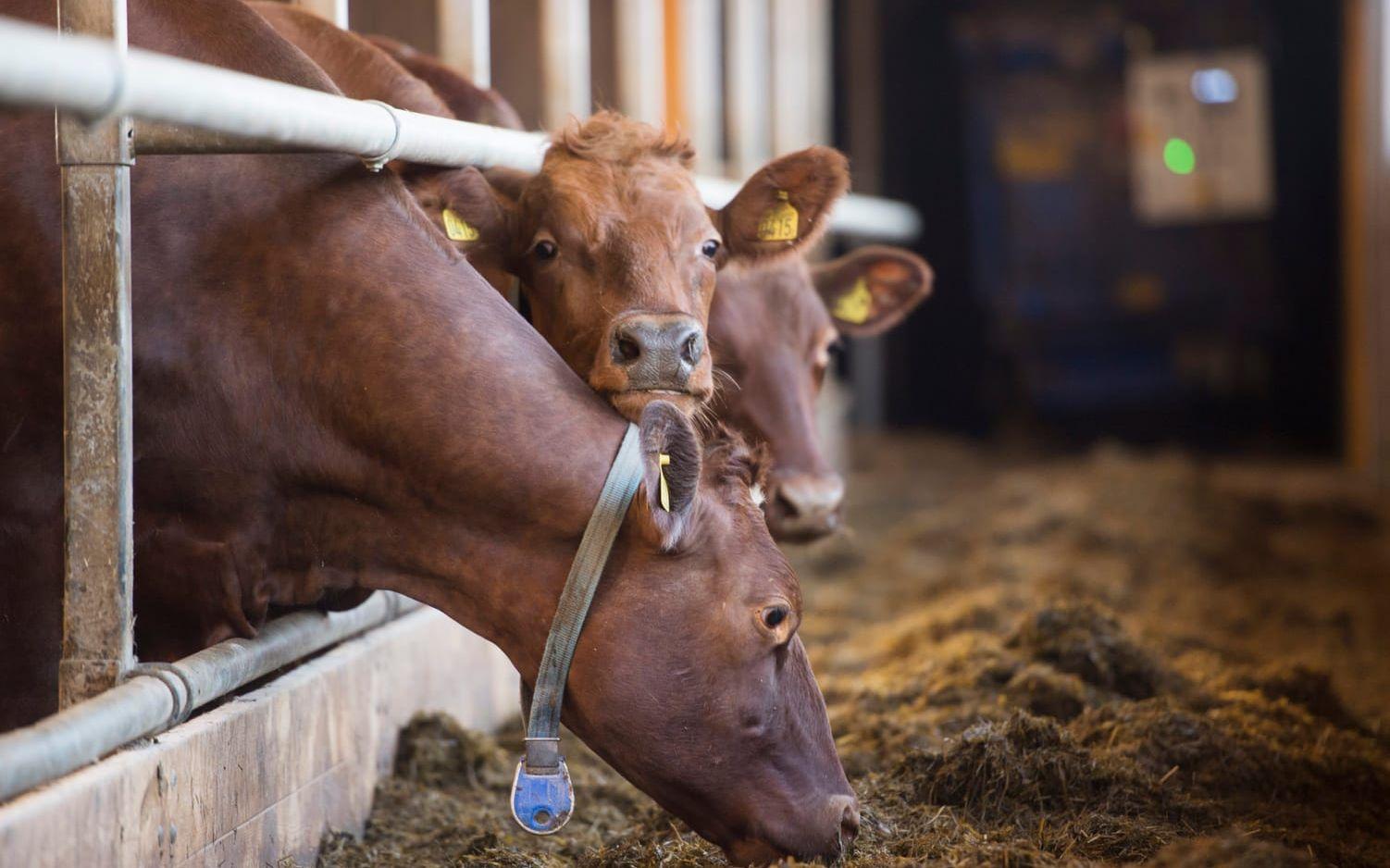 Svenska lantbrukare riskerar att gå miste om en halv miljard per år i ersättning från EU, under tre års tid. Arkivbild.