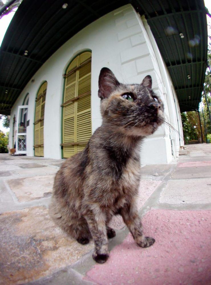 Rags. En ättling till de katter som Ernest Hemingway födde upp i Key West, Florida. De känns igen på sina unika tassar som var och en pryds av sex tår. Författarens hus drivs nu som hem för en stor stam sextåingar. Bild: Wilfredo Lee