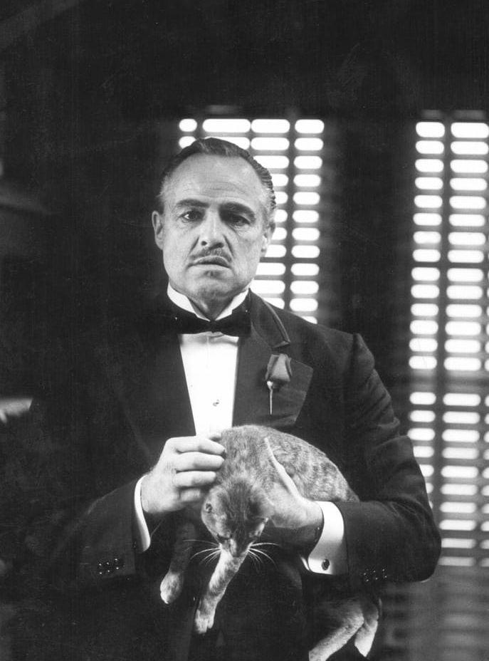 En hemlös katt som Francis Ford Coppola tagit in till studion fick bli Vito Corleones (Marlon Brando) husdjur i filmen Gudfadern (1972). Många såg den som en symbol för Corleones vassa klor som han håller indragna.  Bild: Scanpix