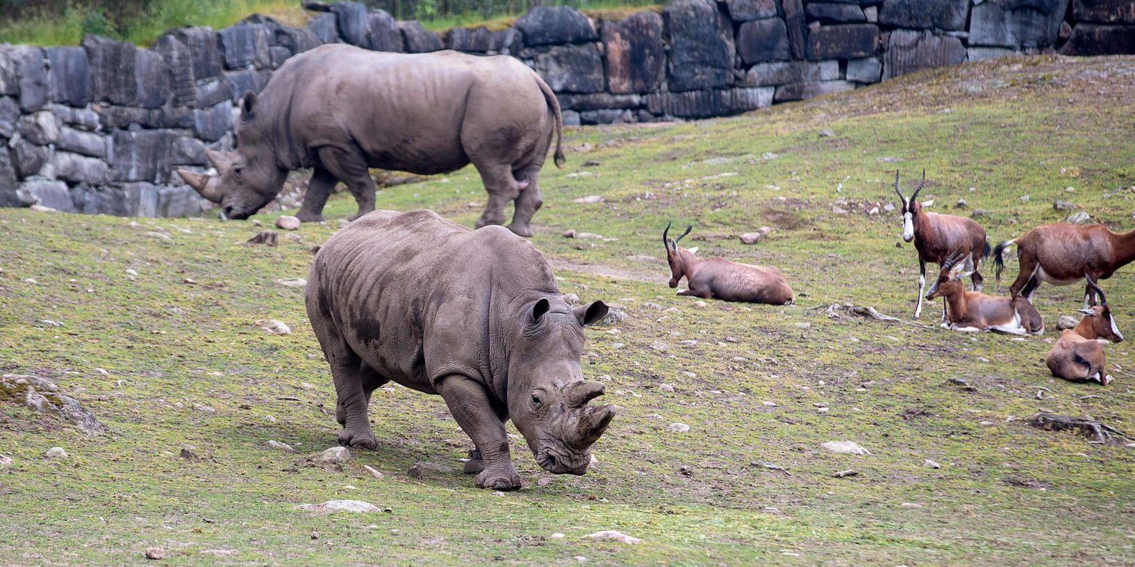 De vita noshörningarna blir allt färre och de är hotade av tjuvjägare som vill komma åt deras horn.
