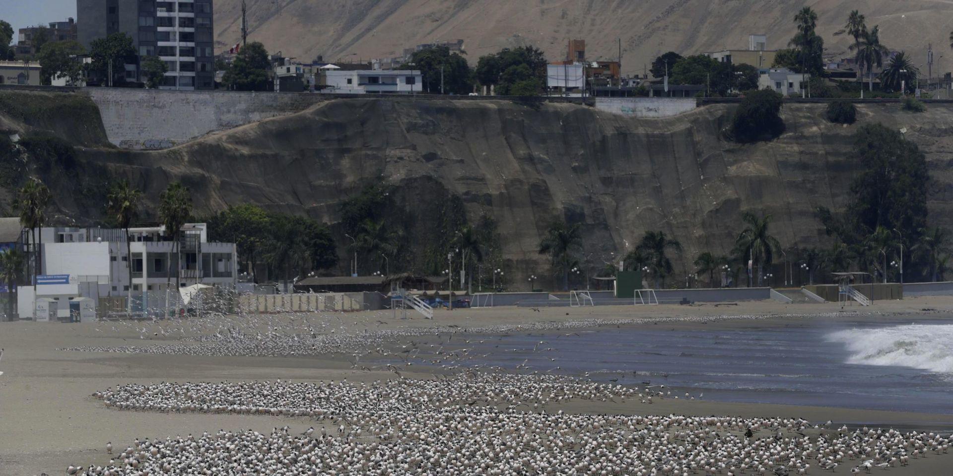 Hundratals fåglar glädjer sig åt att för en gång skull ha en strand i Perus huvudstad Lima för sig själva. 
