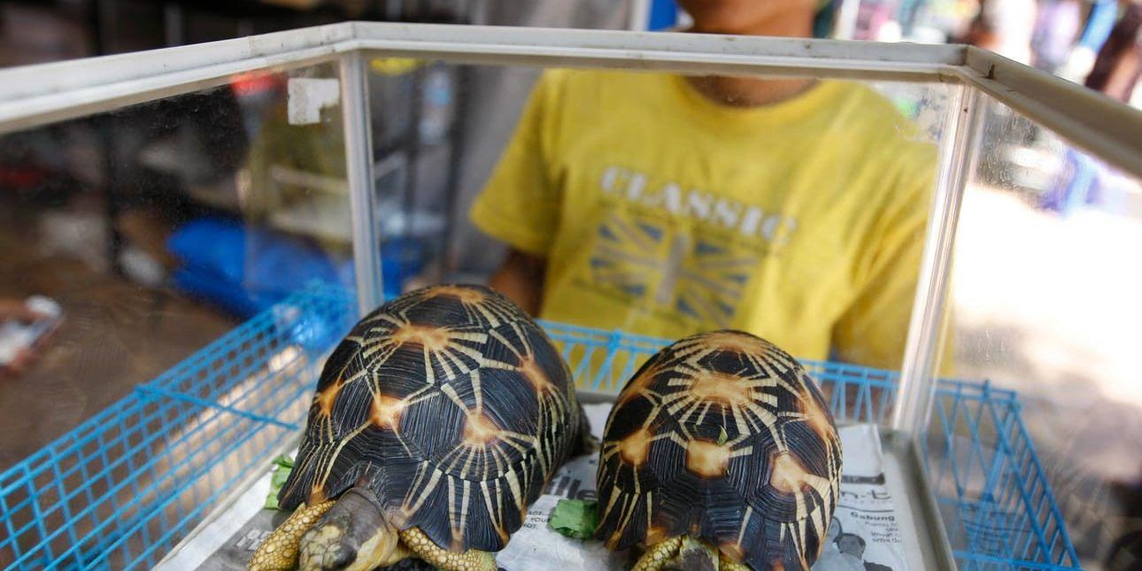 Myndigheter på Madagaskar hittade i mitten av april 11 000 sköldpaddor i ett hus. Djuren har tagits omhand av välgörenhetsorganisationer som försöker rädda så många som möjligt för att kunna släppa ut dem i naturen igen.