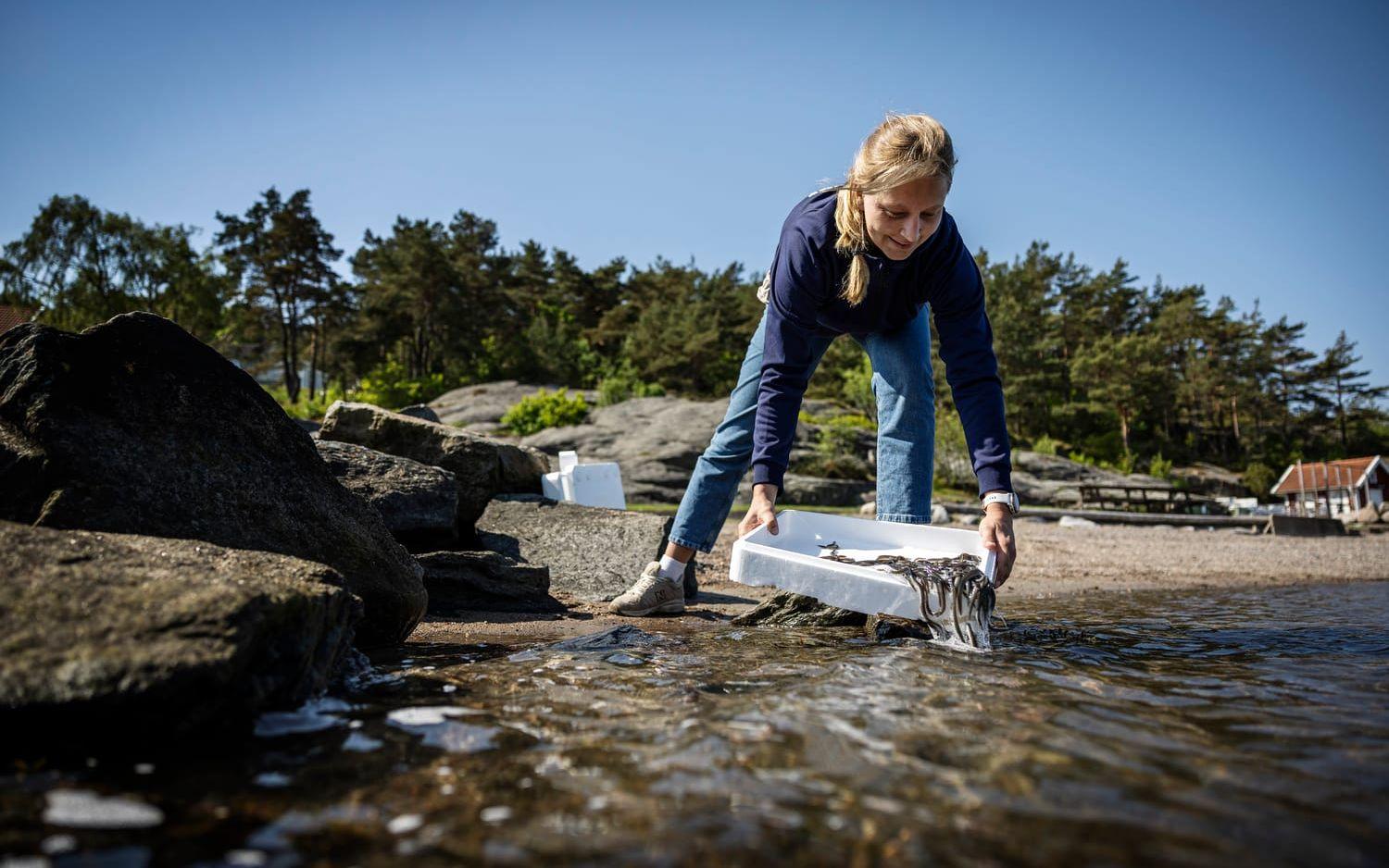 Karin Martinsson, projektingenjör 8-fjordar släpper ut ålyngel i Kungälv.