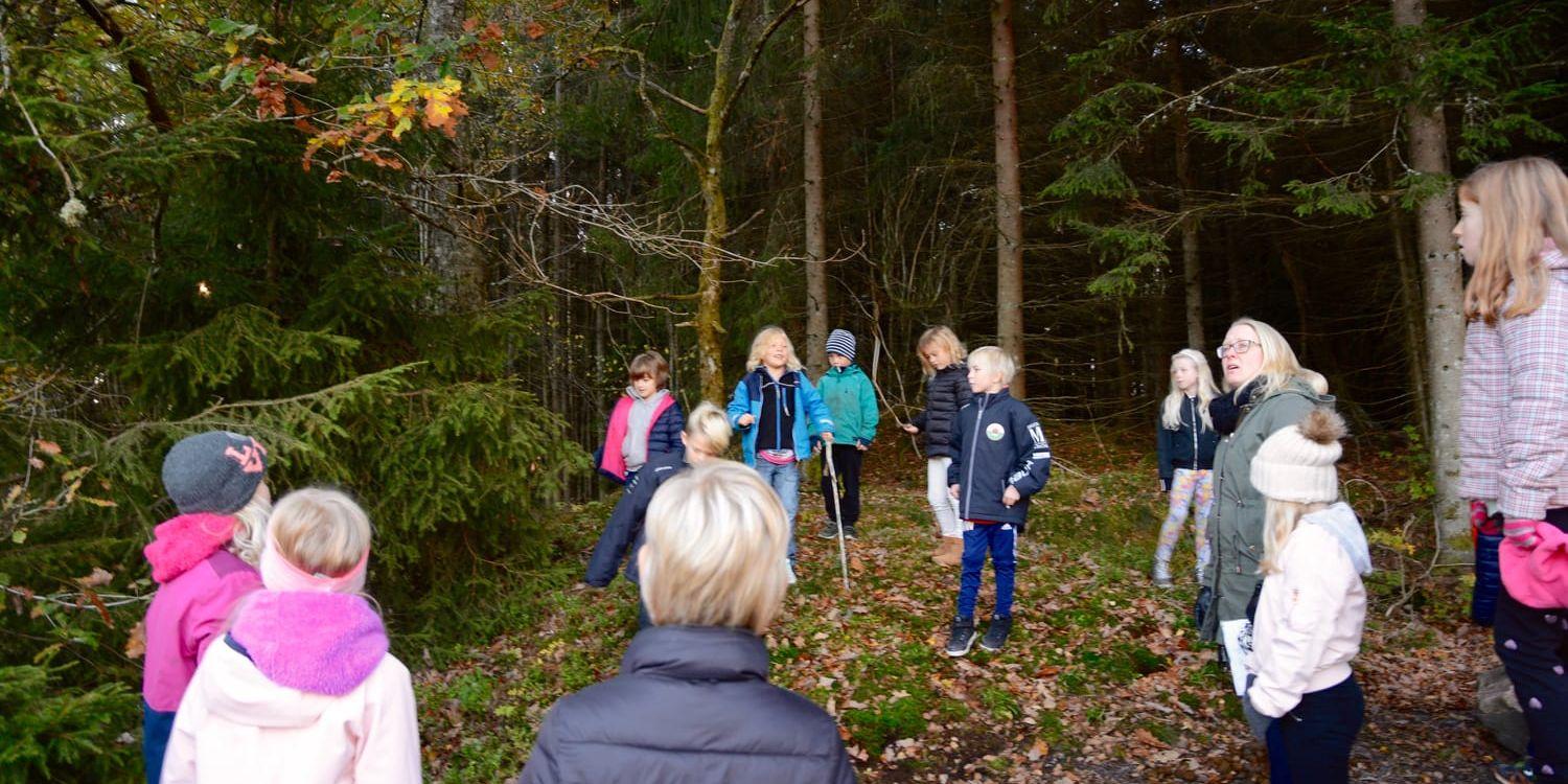 Eleverna i klass 2C på Kronaskolan i Älvängen tittar till träden som ingår i Höstförsöket 2017. Bild: Karina Hansson