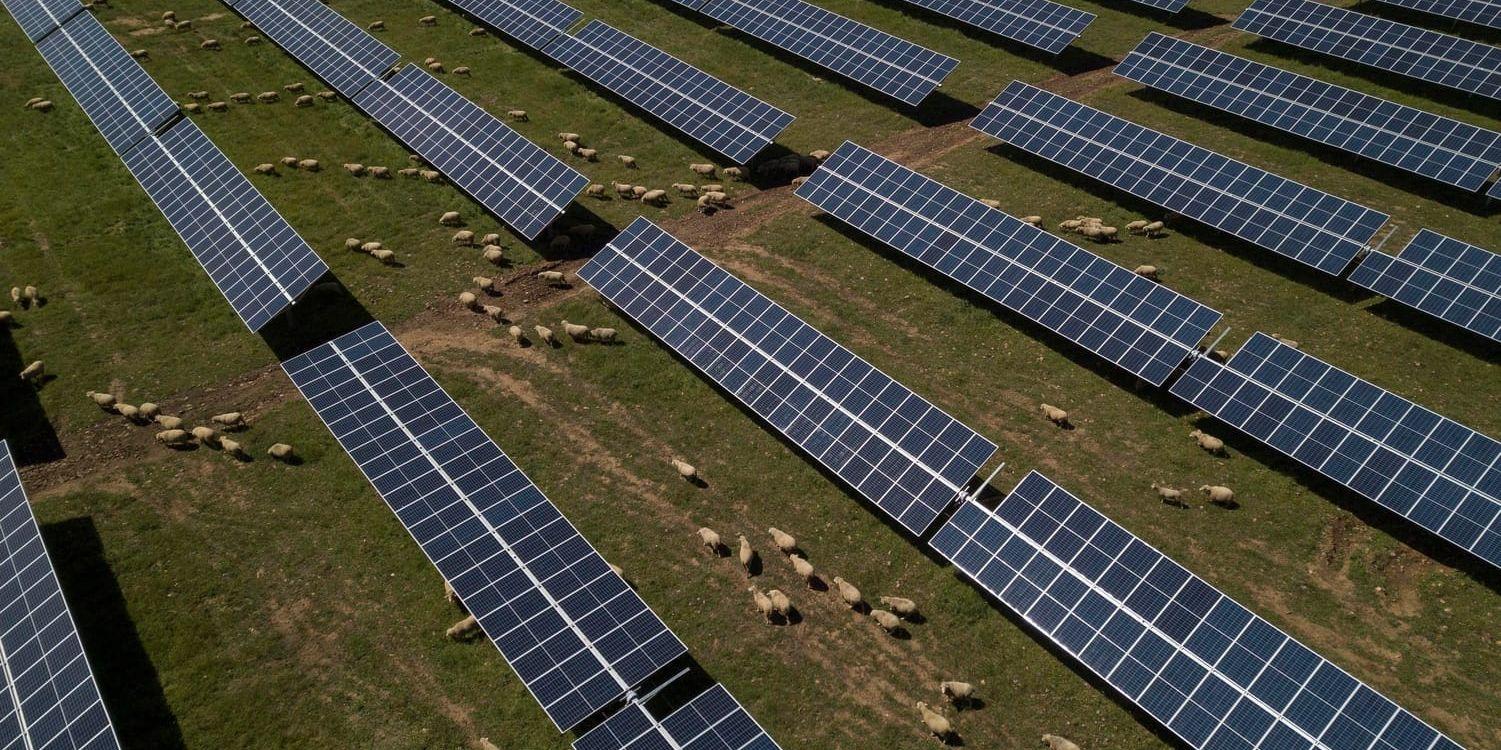 Solpaneler blir allt vanligare. Men eftersom de samtidigt blir billigare bidrog de till att investeringarna i förnybar energi minskade 2018, enligt IEA. Arkivbild.