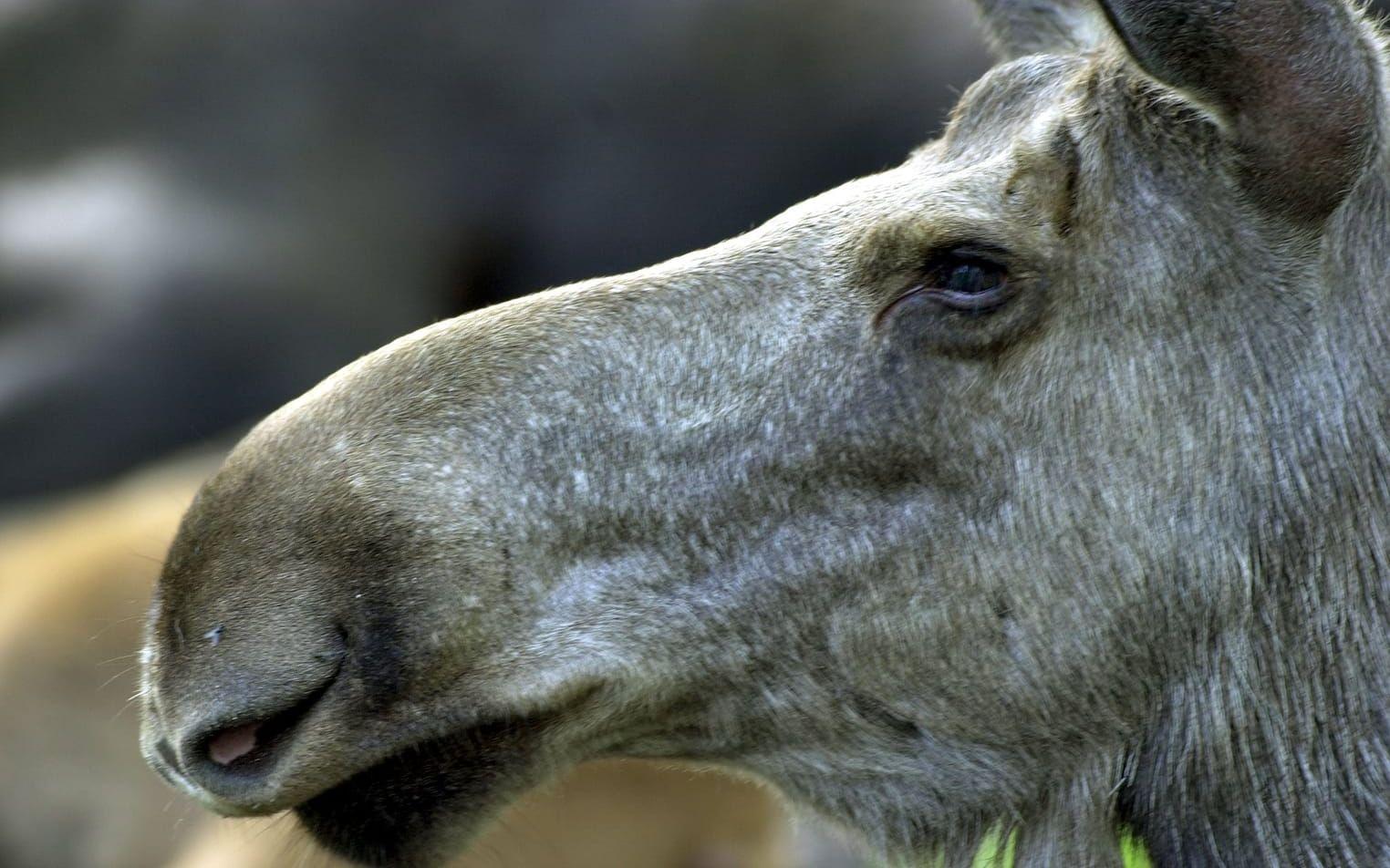 En av älgarna skadade sig så illa att den var tvungen att avlivas. Arkivbild.