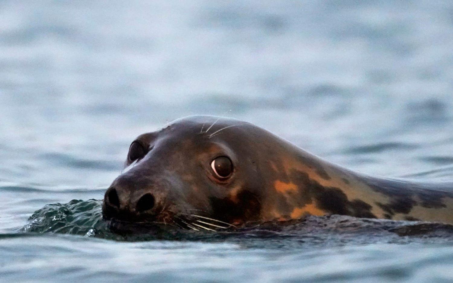 Hundratals sälar har dött i fågelinfluensa i Brasilien. Sälen på bilden fotograferades utanför Maine i USA. Arkivbild.