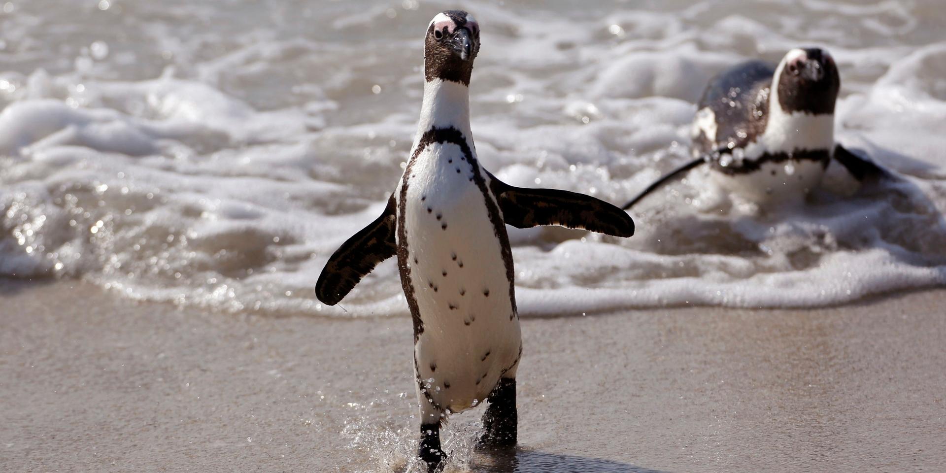 Enligt The Guardian har 63 pingviner hittats döda på en strand utanför Kapstaden. Bild: AP Photo/Schalk van Zuydam.
