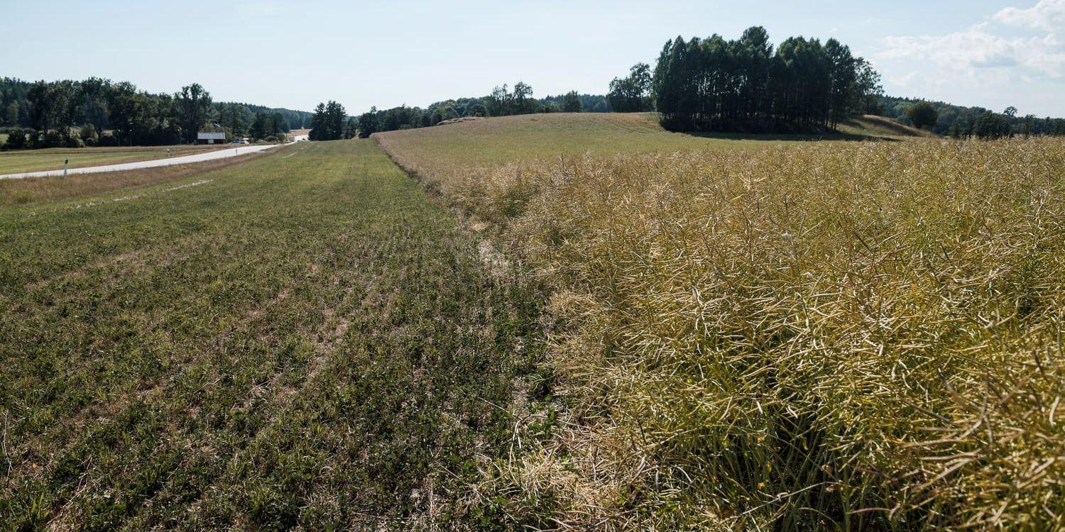 Förra årets torka ledde till en kraftig minskning av skörden av ekologiskt odlade spannmål. Arkivbild.