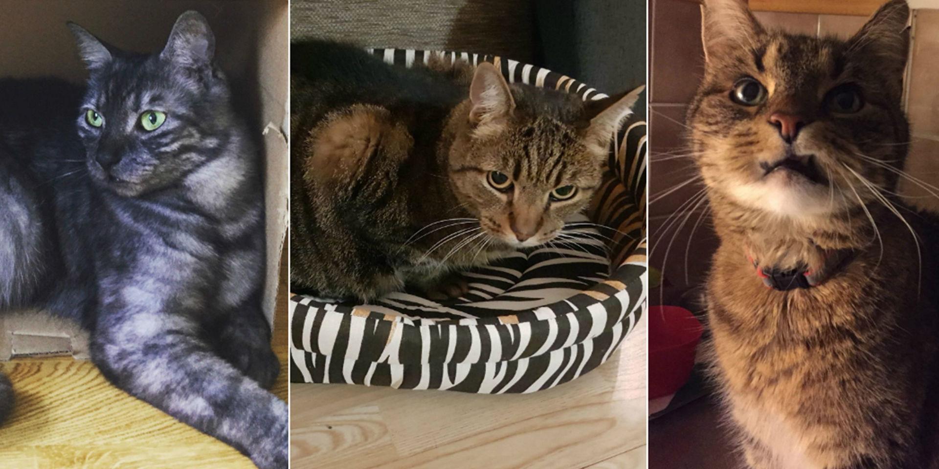 På två dagar försvann tre katter i närheten av Slätta damm. En av dem hittades död i en papperskorg i området. De andra två – och ytterligare en handfull – saknas fortfarande.