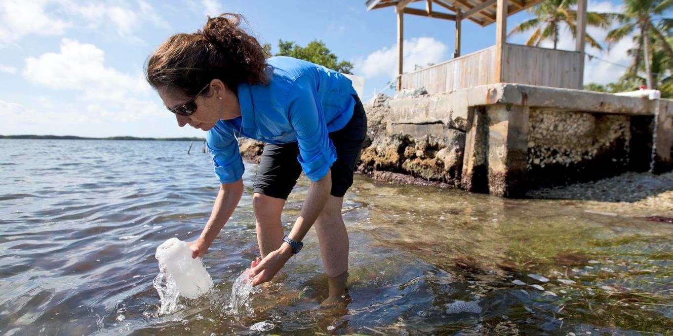 Sarah Egner vid Marinelab i Key Largo, Florida, tar ett vattenprov för att mäta plasthalter i havet. Arkivbild.
