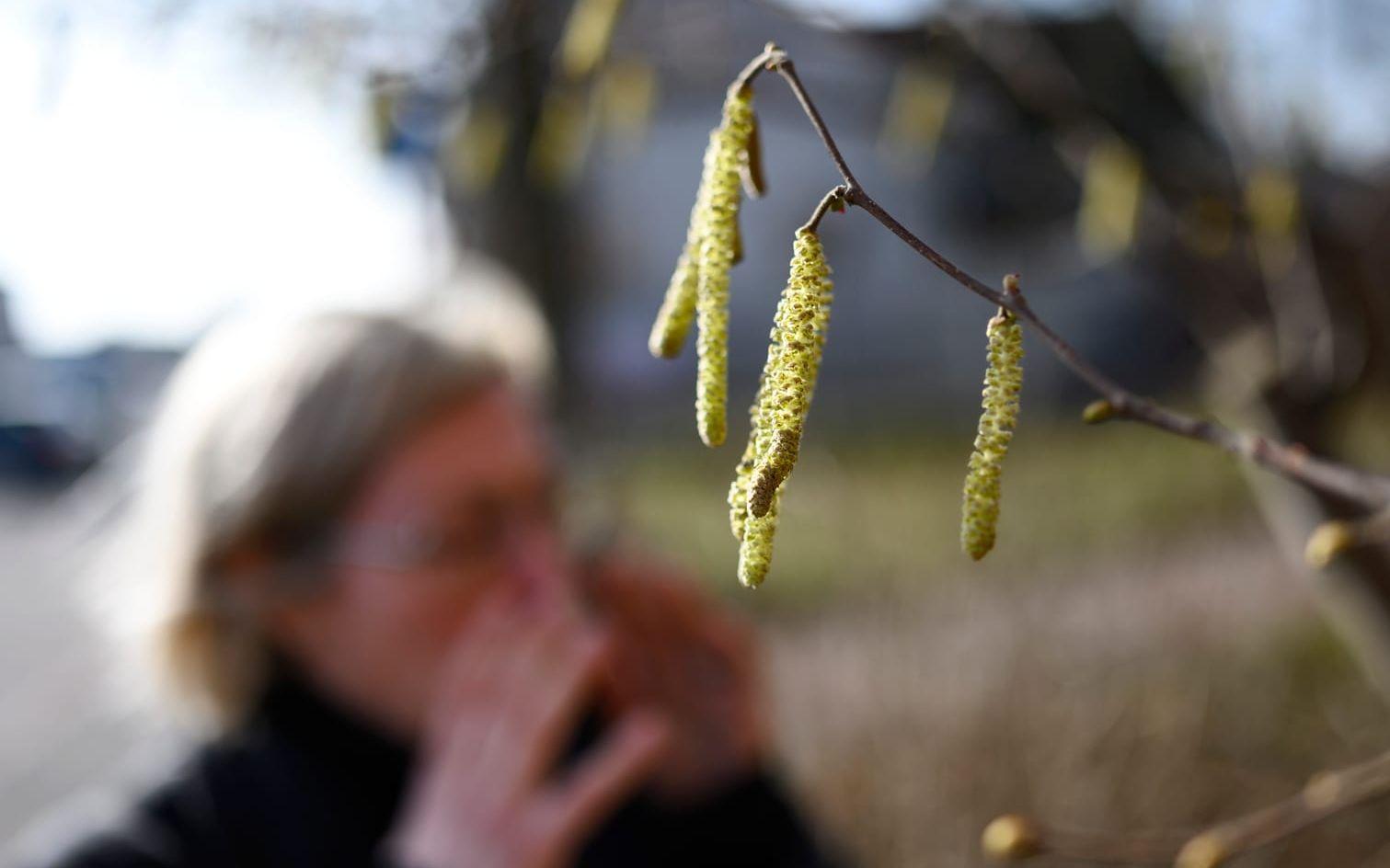 Hassel – ett problem för många pollenallergiker. Nu drar säsongen igång på allvar i södra delen av landet. Arkivbild.