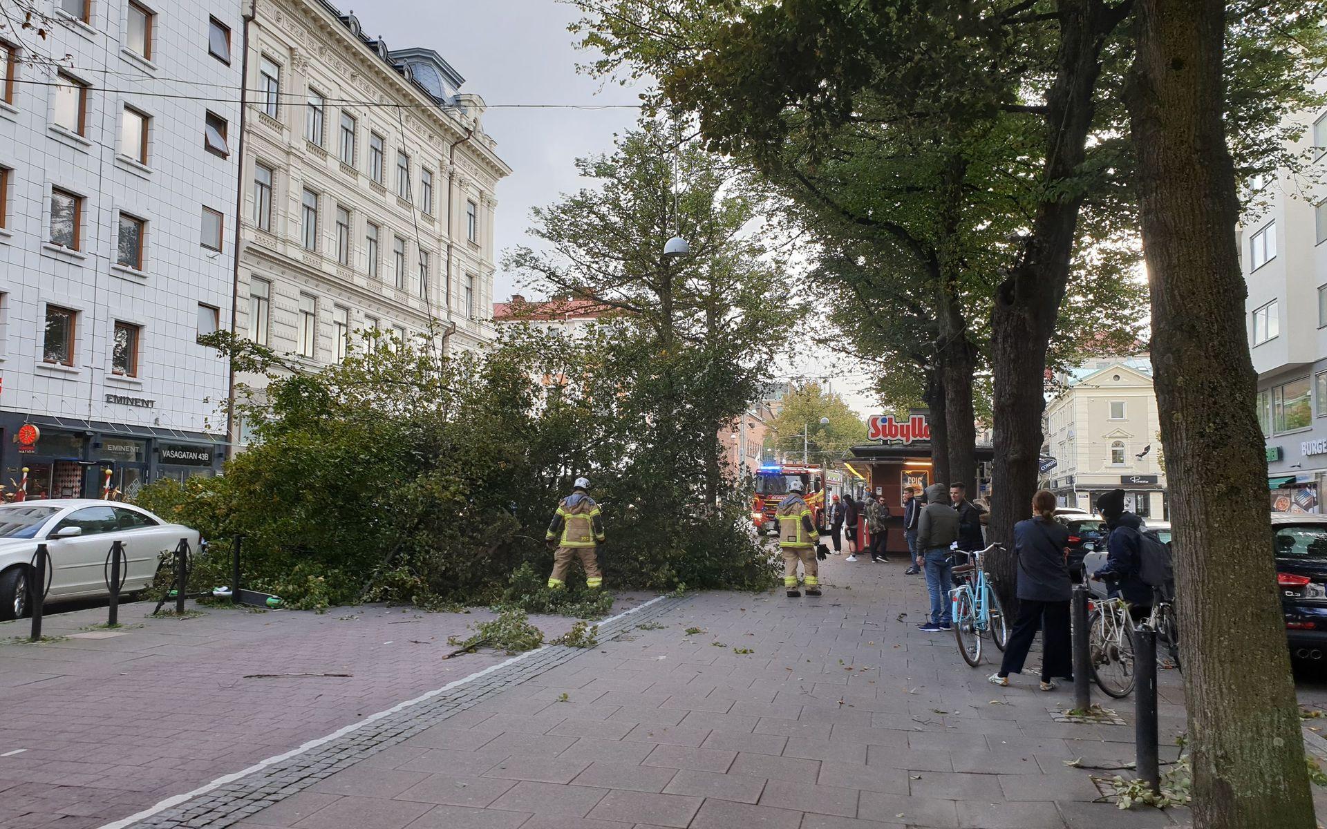 På Vasaplatsen blåste träd omkull över gång- och cykelbanan. 